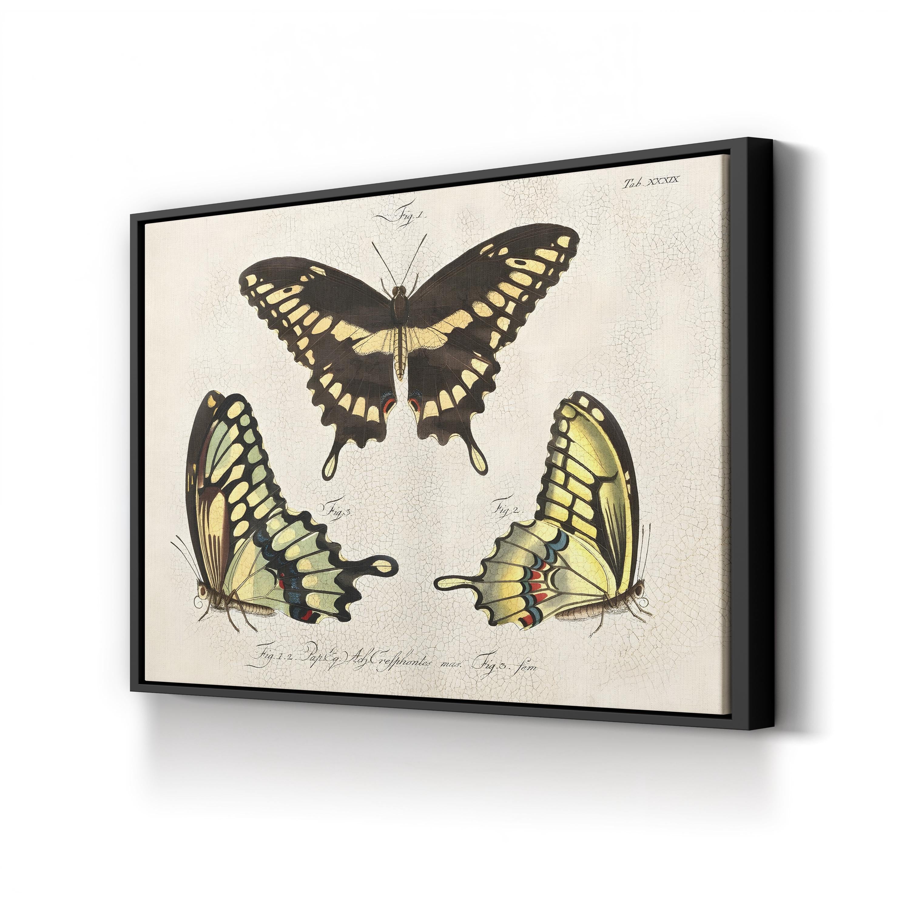 Crackled Butterflies I Wall Art by Vision Studio – Vintage Natural History Butterfly Illustration Canvas