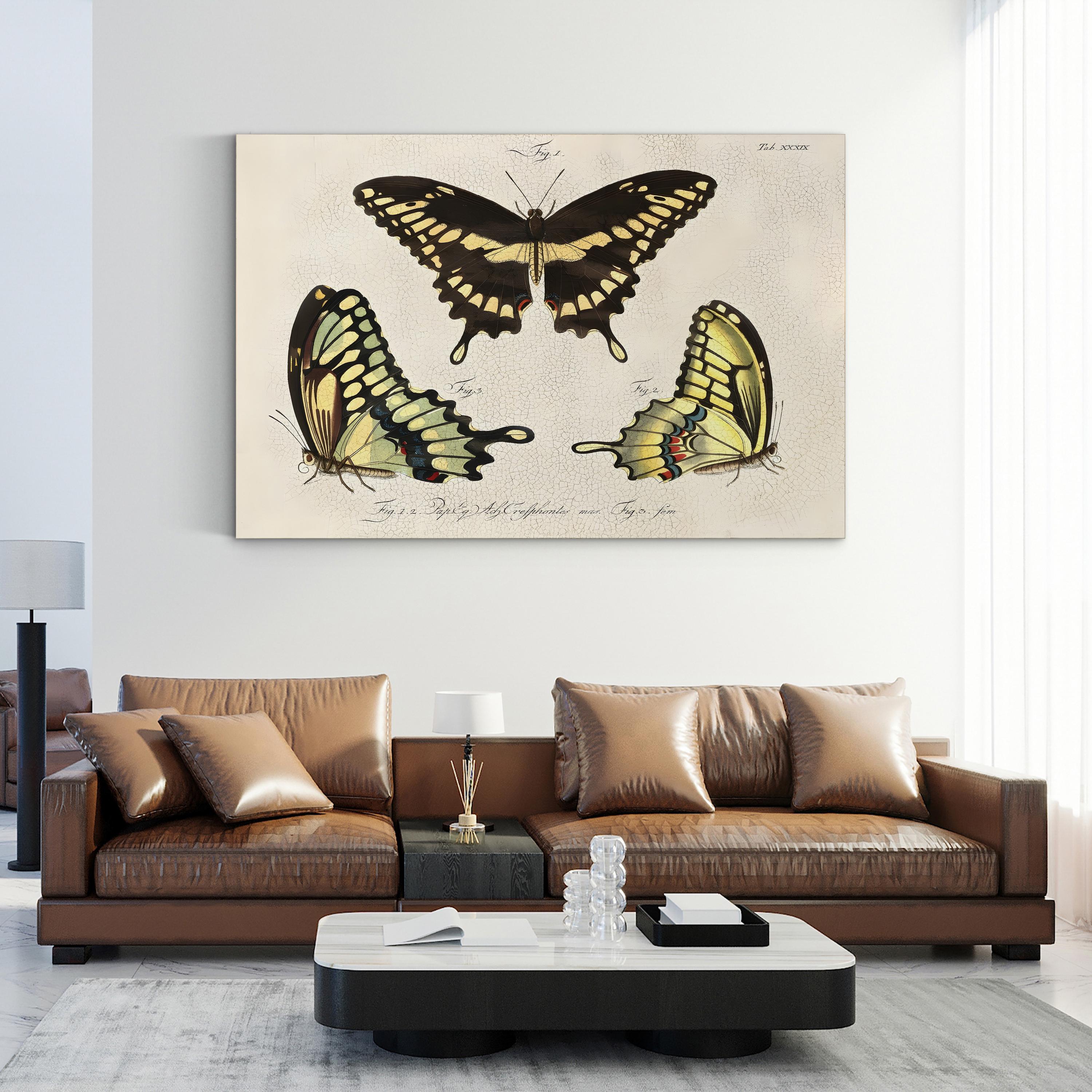 Crackled Butterflies I Wall Art by Vision Studio – Vintage Natural History Butterfly Illustration Canvas
