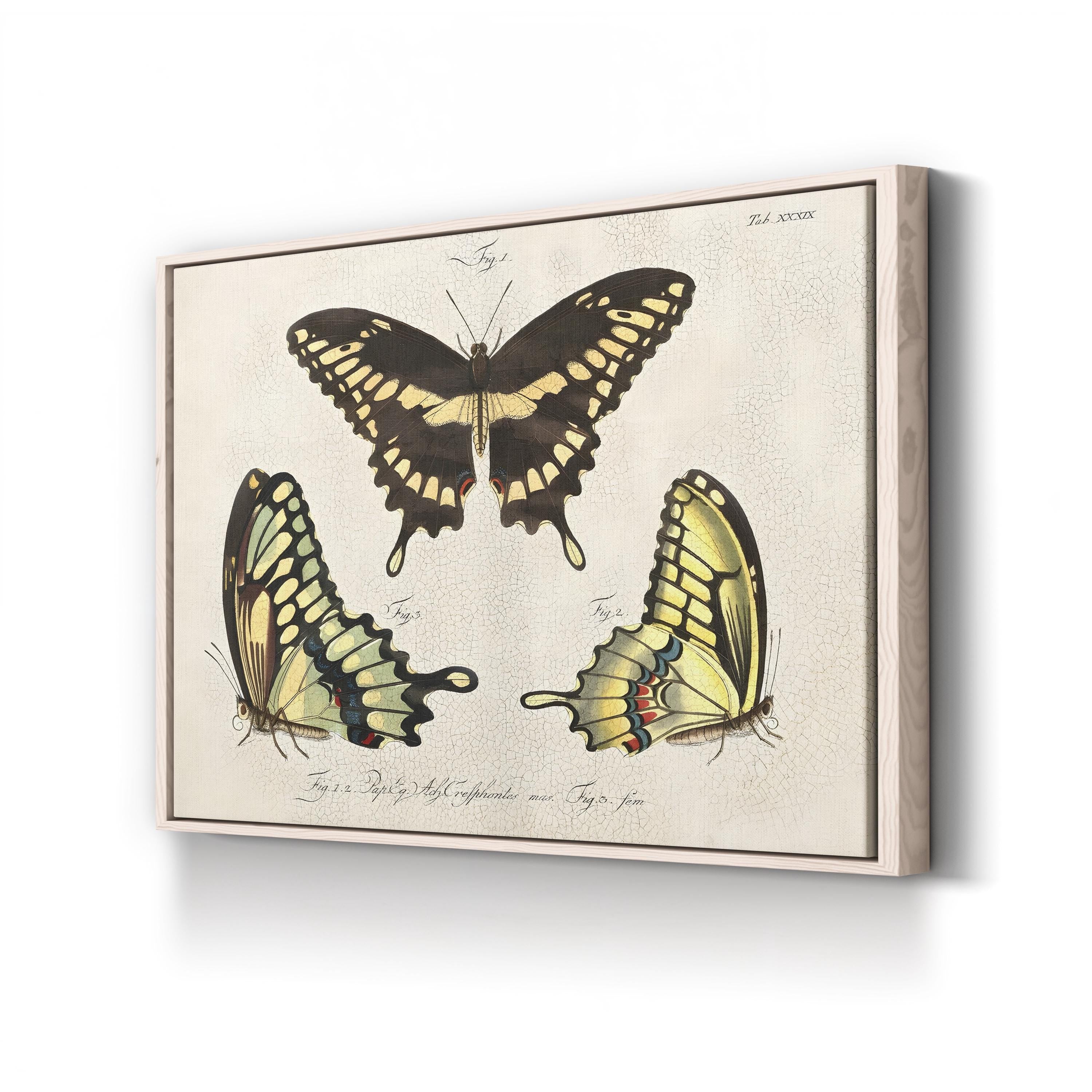 Crackled Butterflies I Wall Art by Vision Studio – Vintage Natural History Butterfly Illustration Canvas