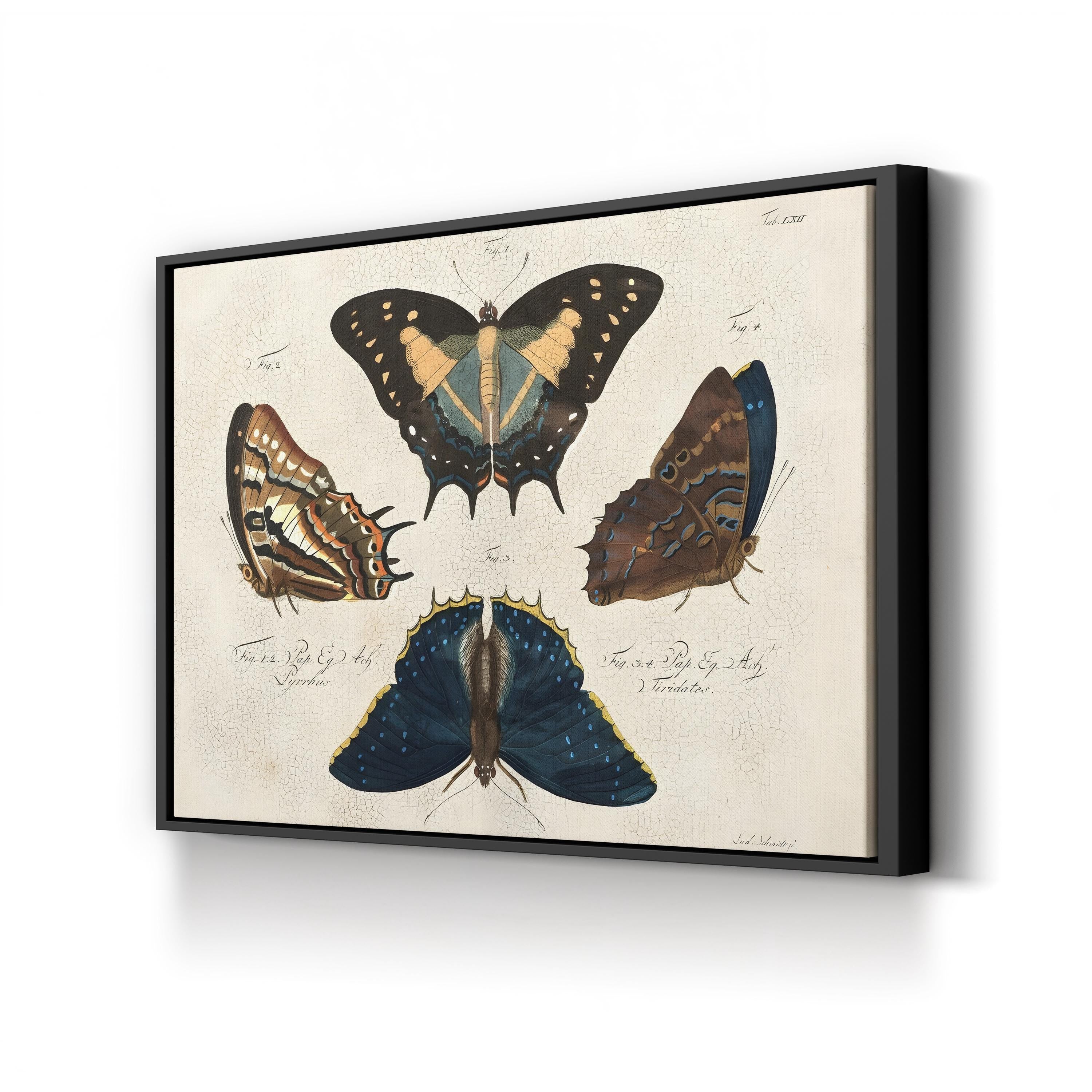 Crackled Composition of Butterflies in Natural History illustration
