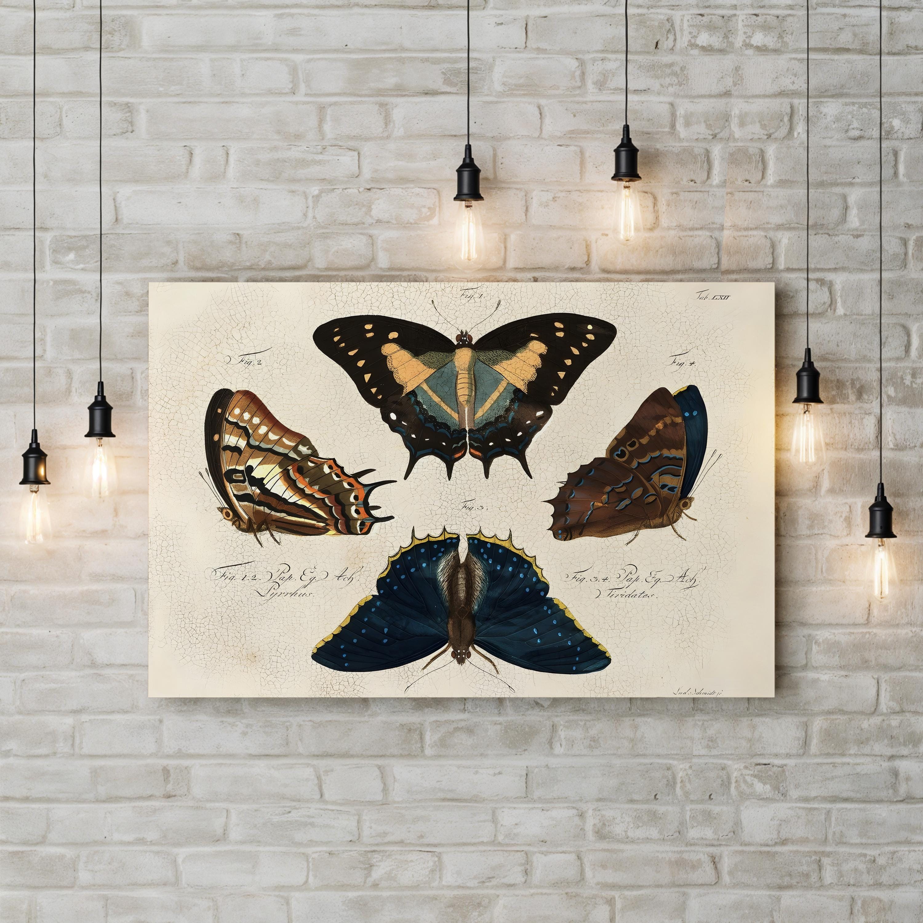 Crackled Composition of Butterflies in Natural History illustration