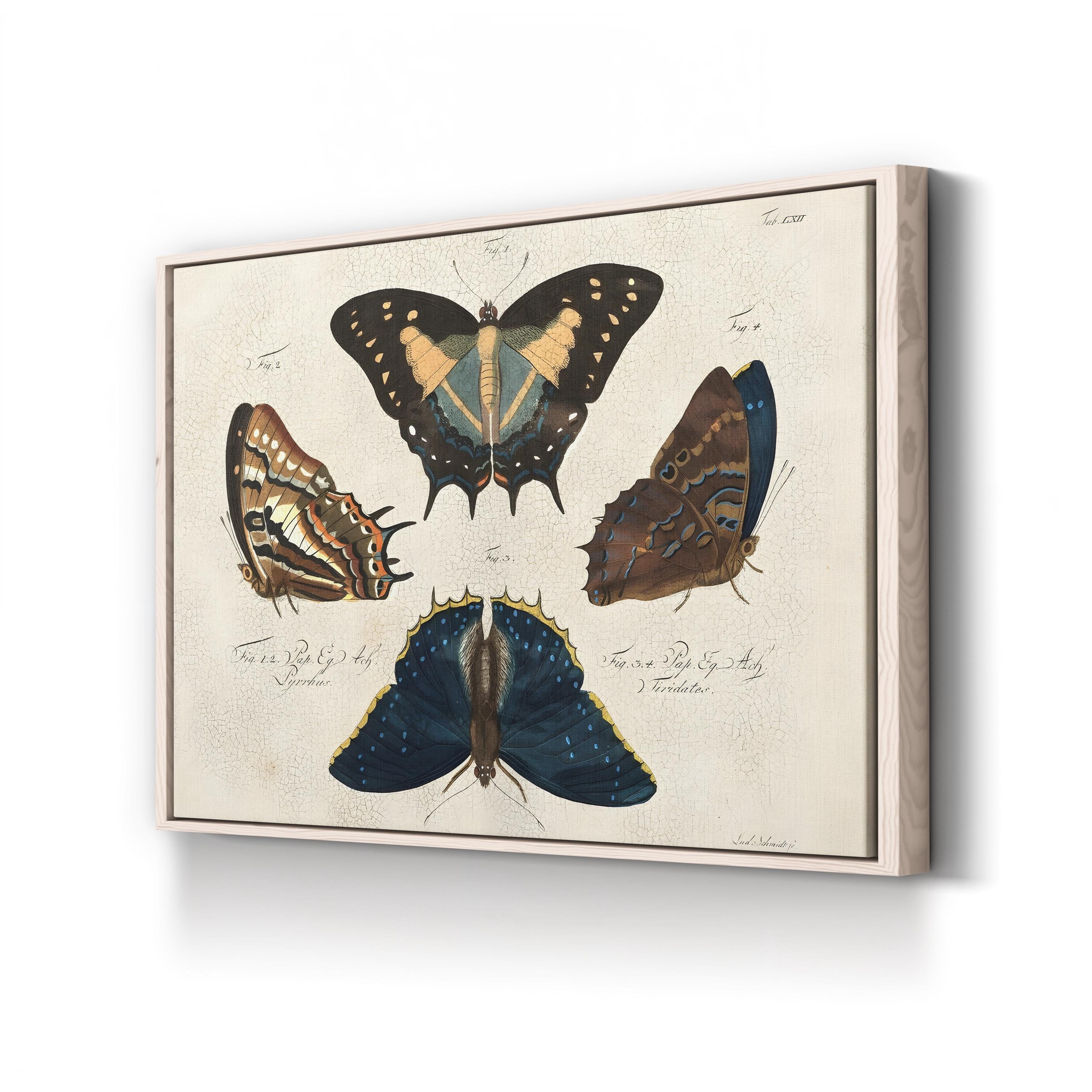 Crackled Composition of Butterflies in Natural History illustration