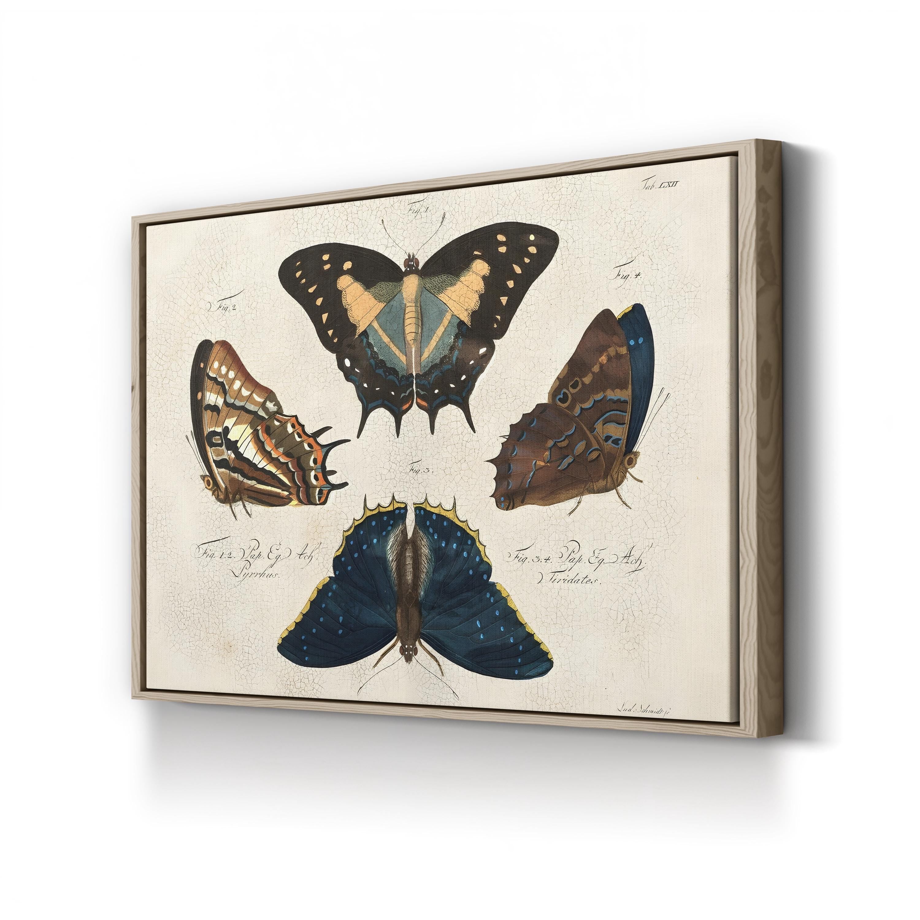 Crackled Composition of Butterflies in Natural History illustration