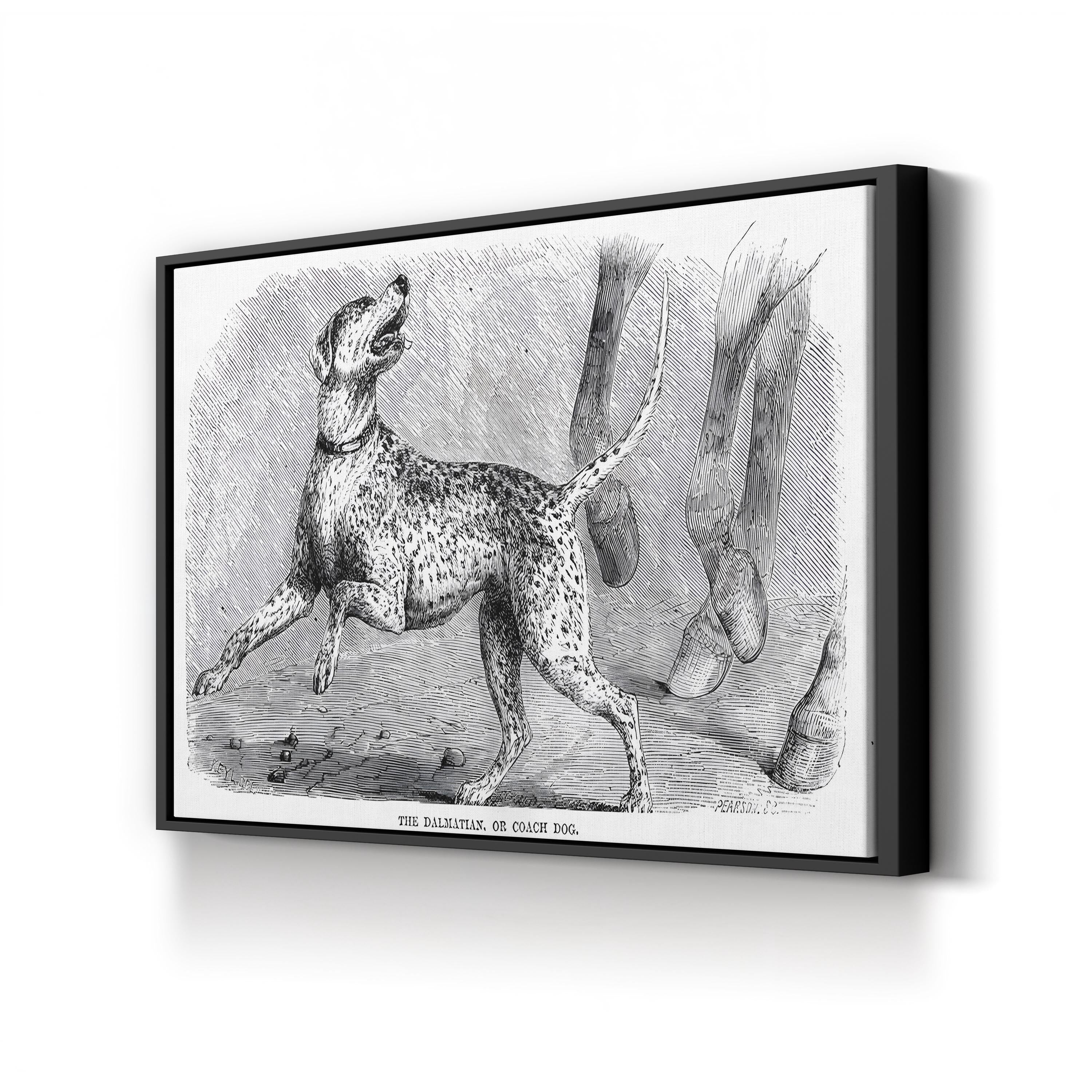Vintage Dalmatian Dog Study – Period Illustration Wall Art | Naturalist Animal Canvas Print