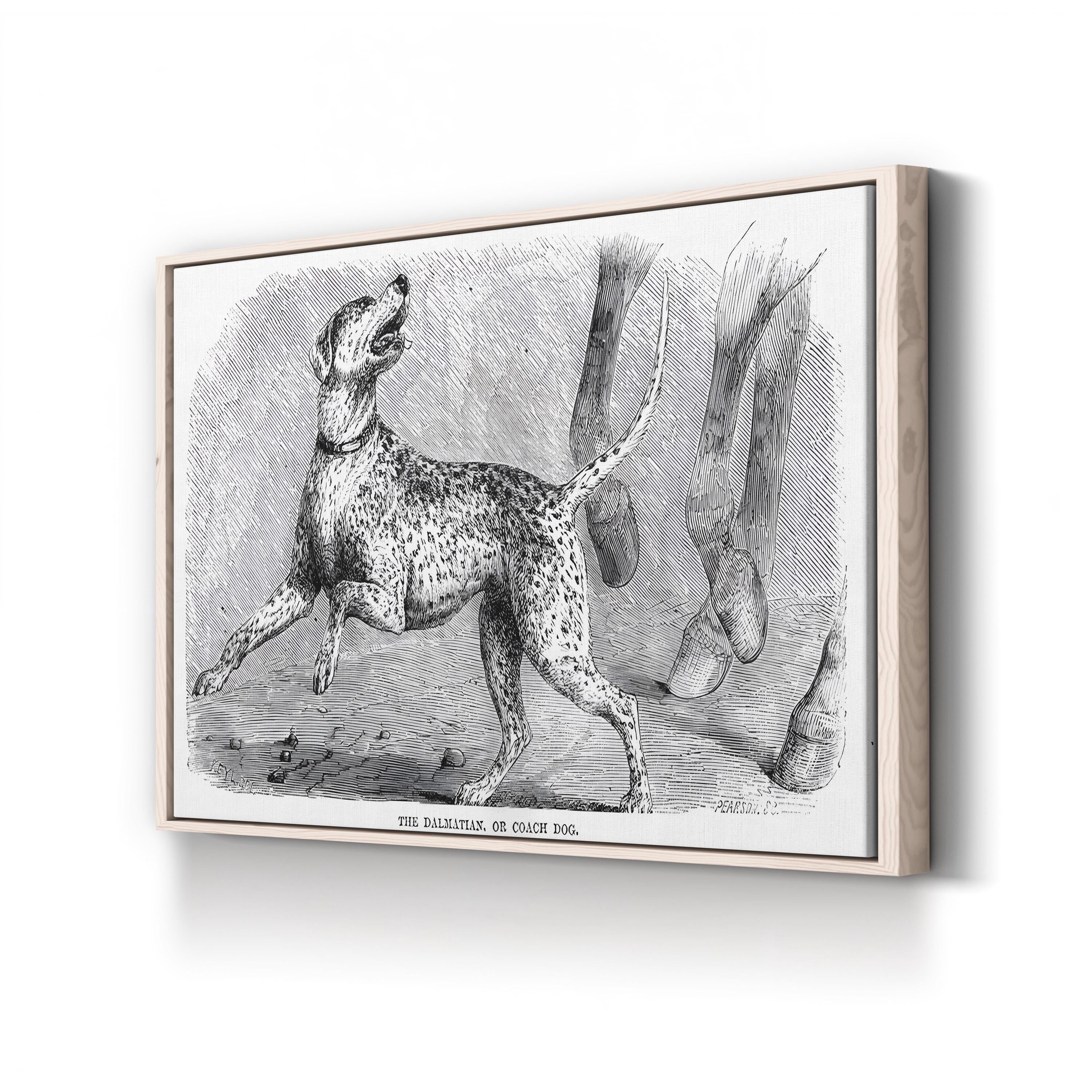 Vintage Dalmatian Dog Study – Period Illustration Wall Art | Naturalist Animal Canvas Print