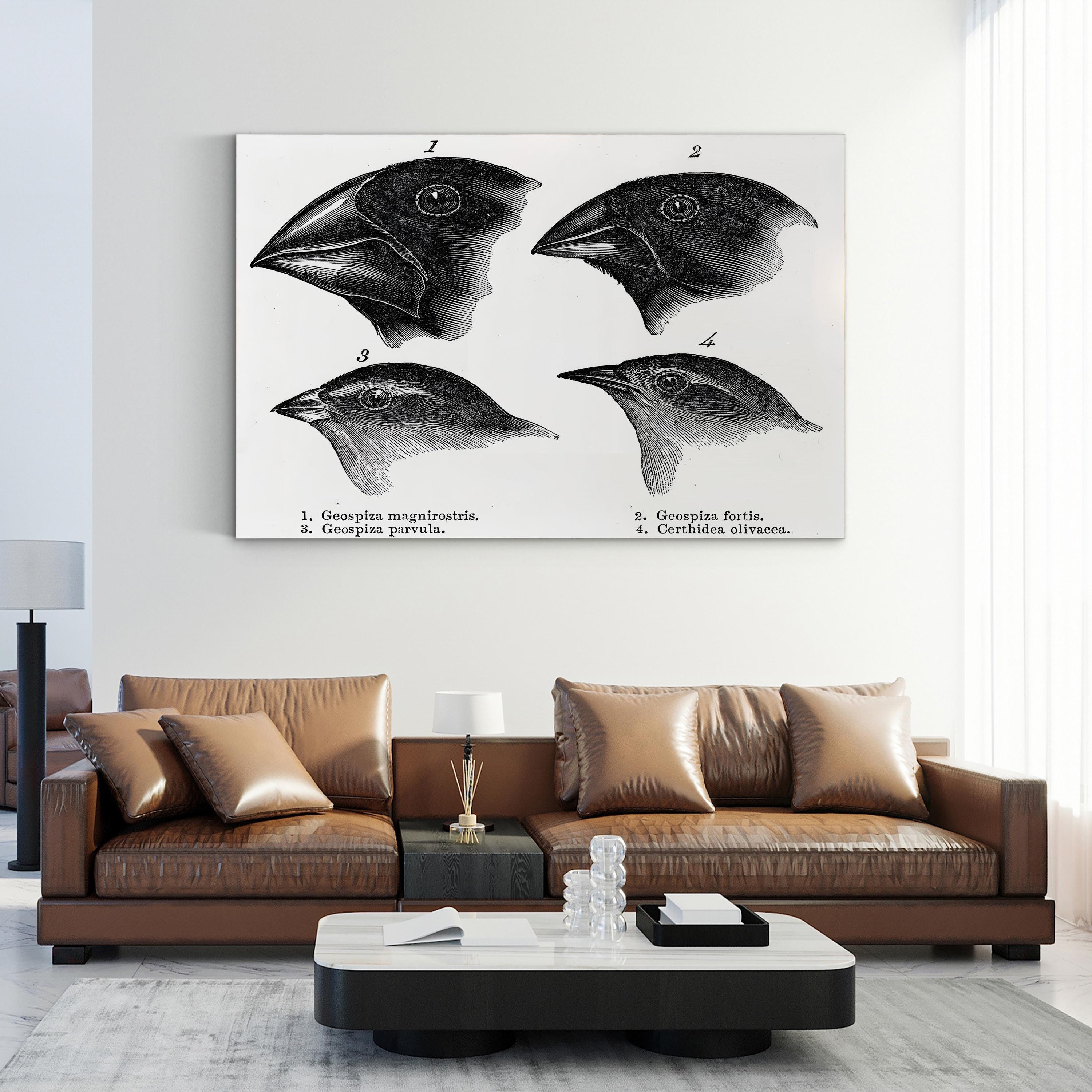 Darwin, Galapagos Finches Wall Art – Vintage Scientific Wildlife Illustration