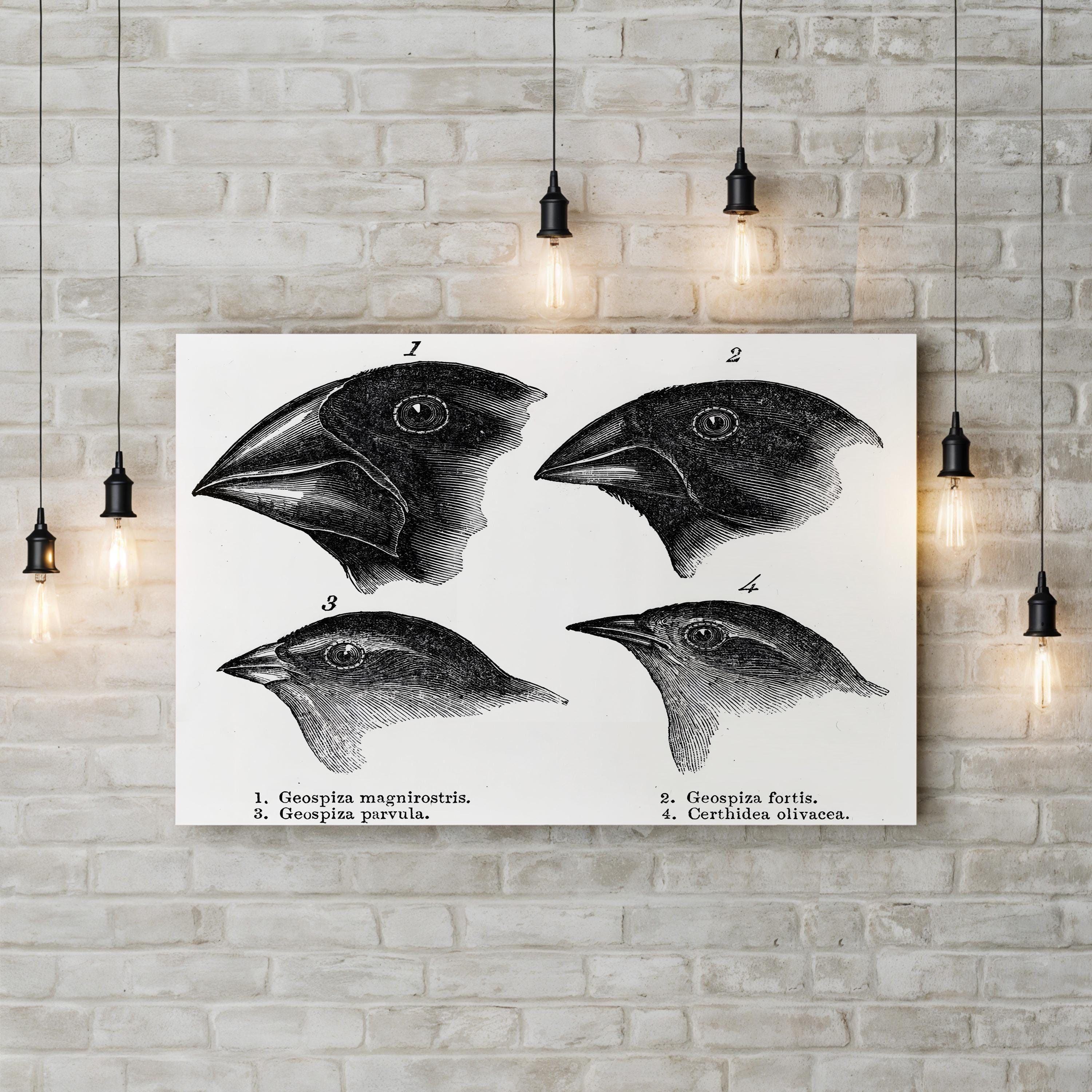 Darwin, Galapagos Finches Wall Art – Vintage Scientific Wildlife Illustration