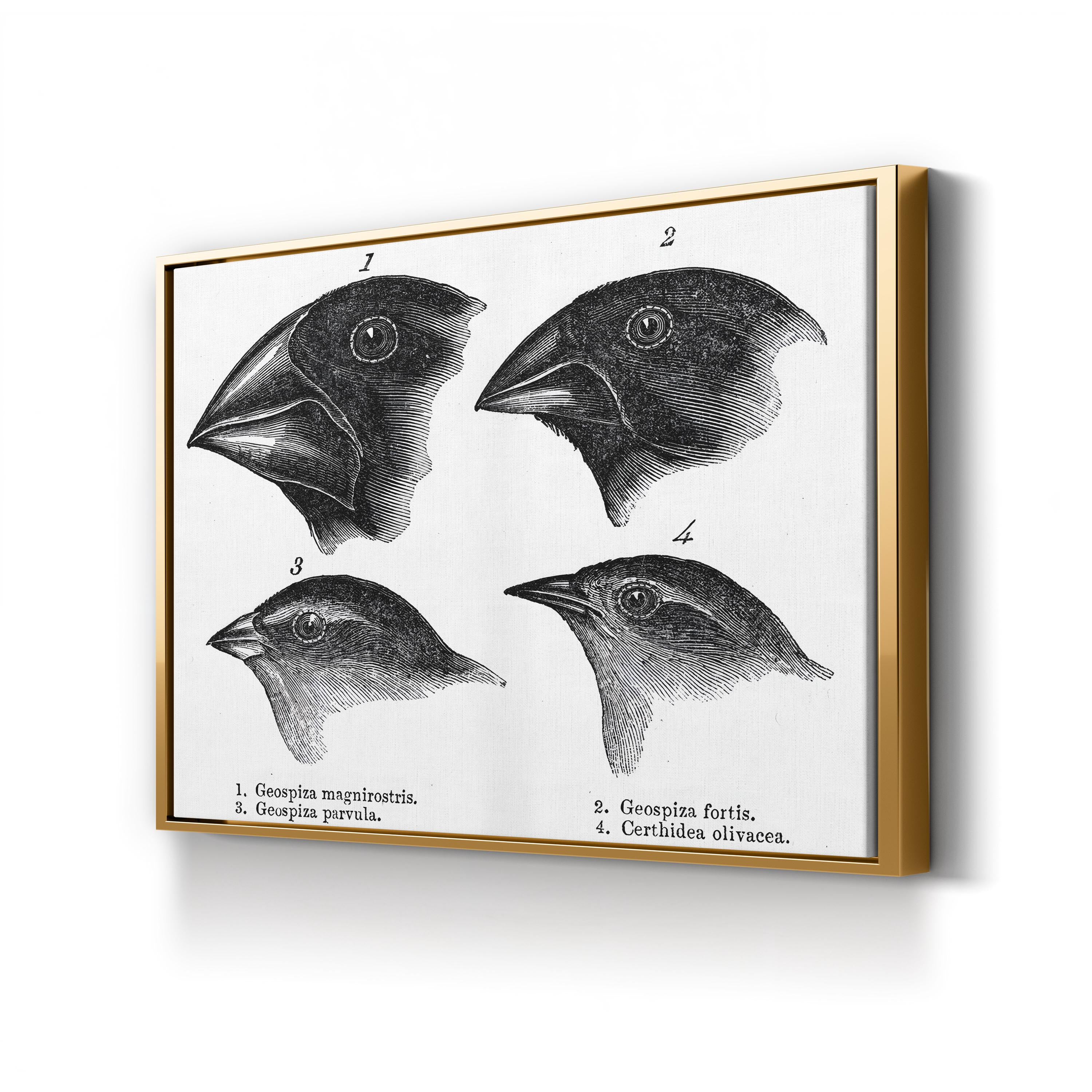 Darwin, Galapagos Finches Wall Art – Vintage Scientific Wildlife Illustration