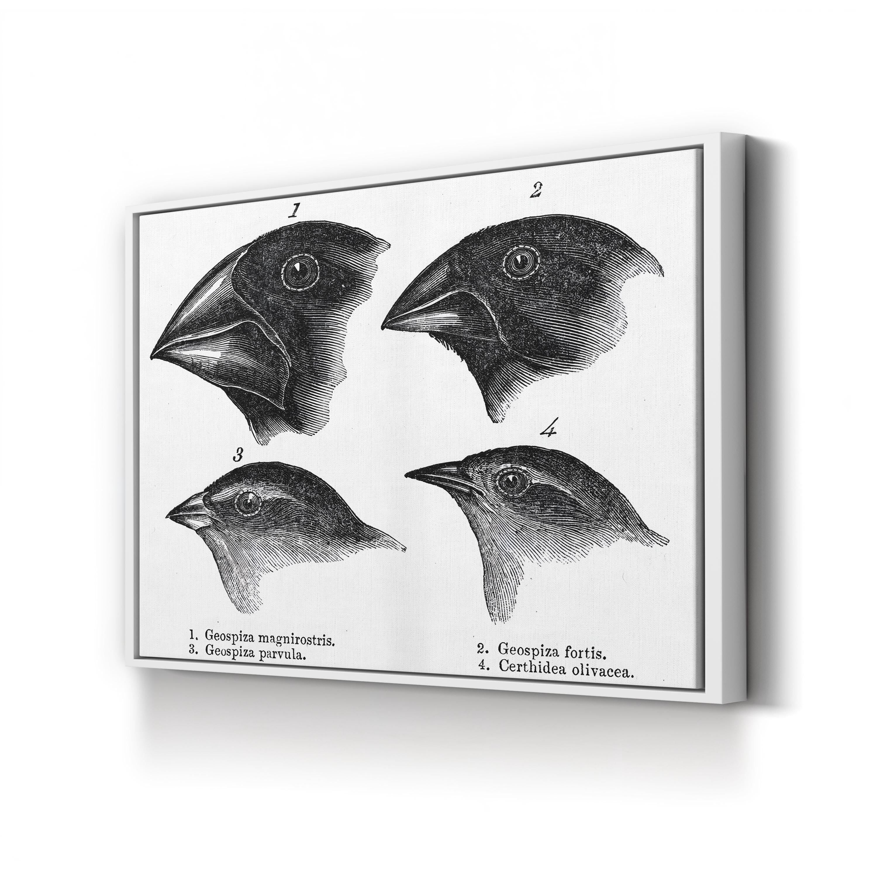 Darwin, Galapagos Finches Wall Art – Vintage Scientific Wildlife Illustration