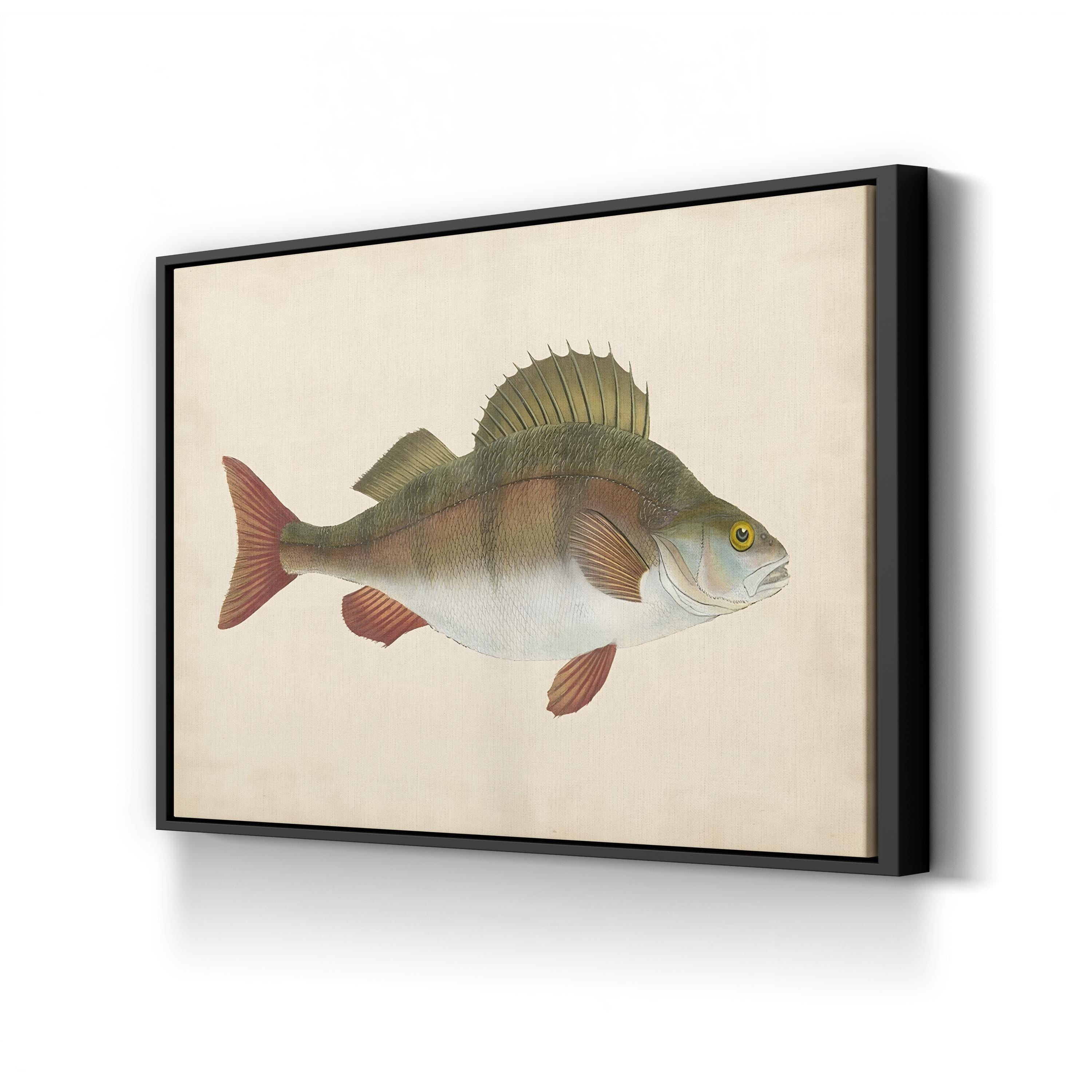 Naturalist Fish Specimen Study – Donovan Wall Art | Marine Illustration Canvas Print