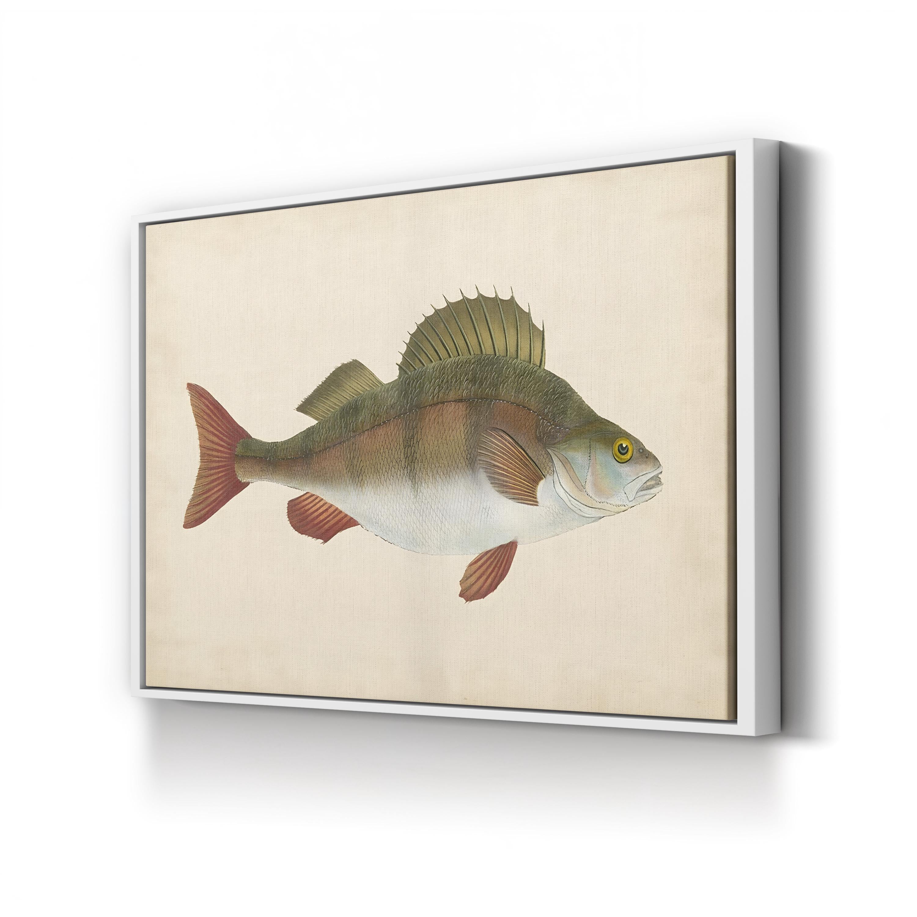 Naturalist Fish Specimen Study – Donovan Wall Art | Marine Illustration Canvas Print