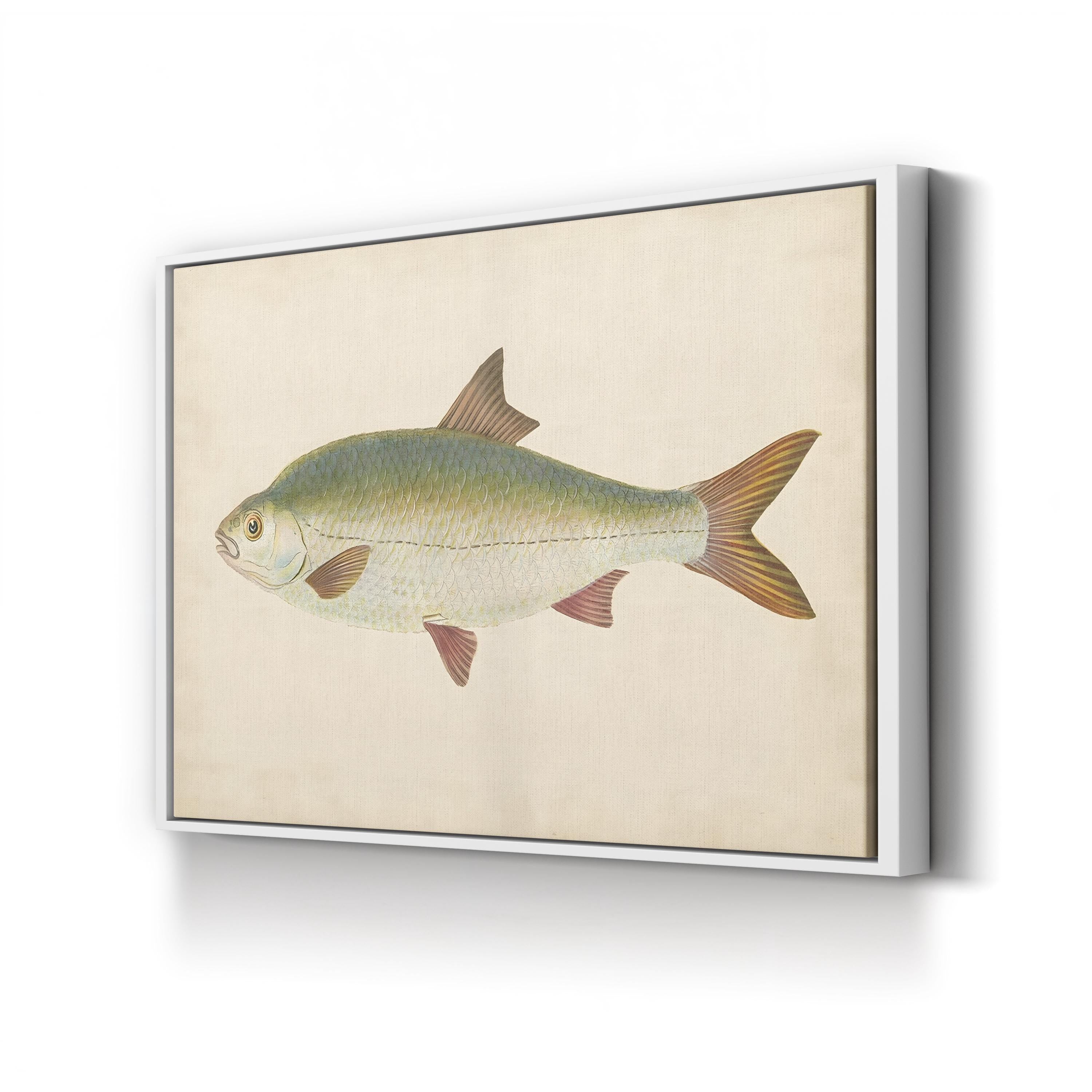 Antique Freshwater Fish Study – Donovan Wall Art | Scientific Illustration Canvas Print