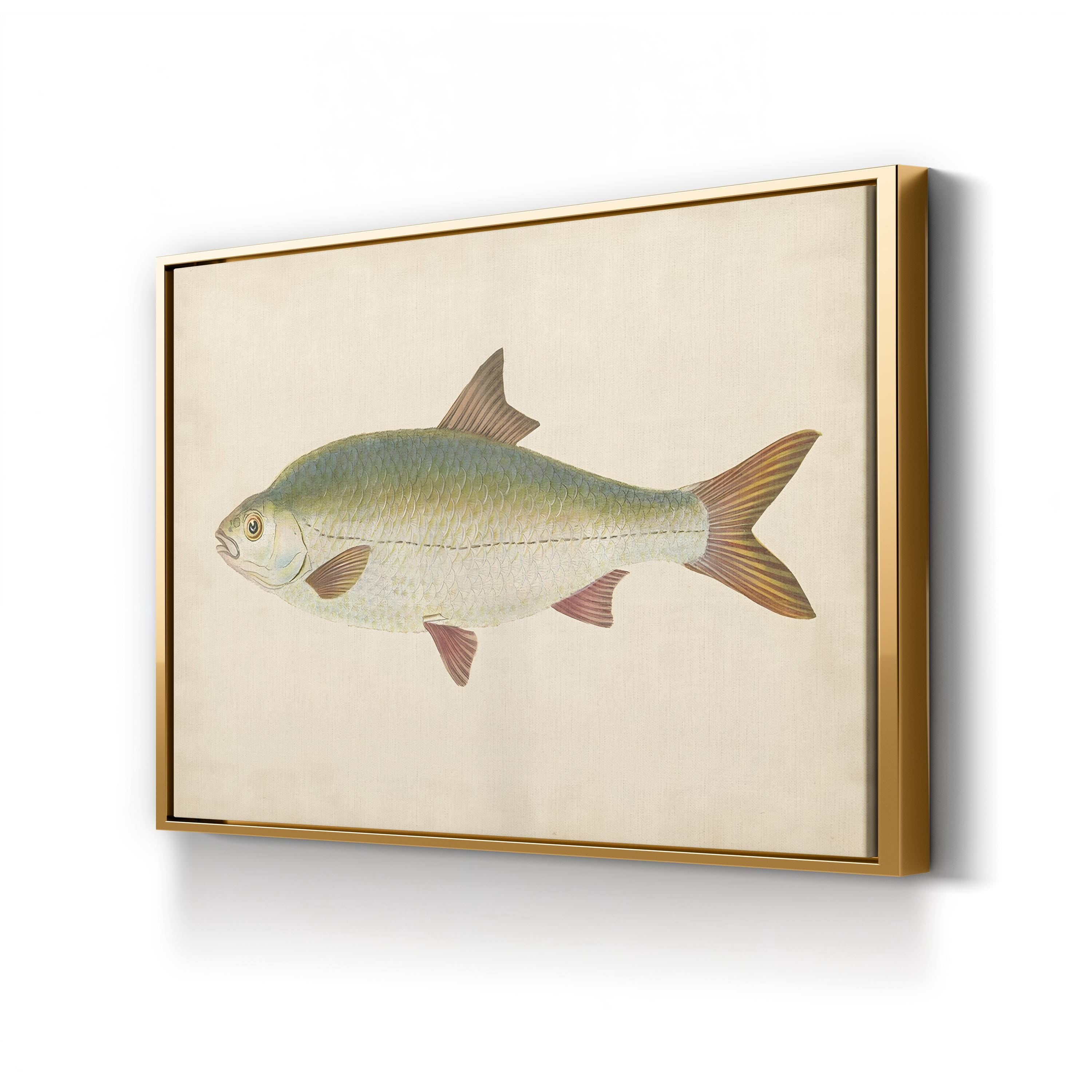 Antique Freshwater Fish Study – Donovan Wall Art | Scientific Illustration Canvas Print
