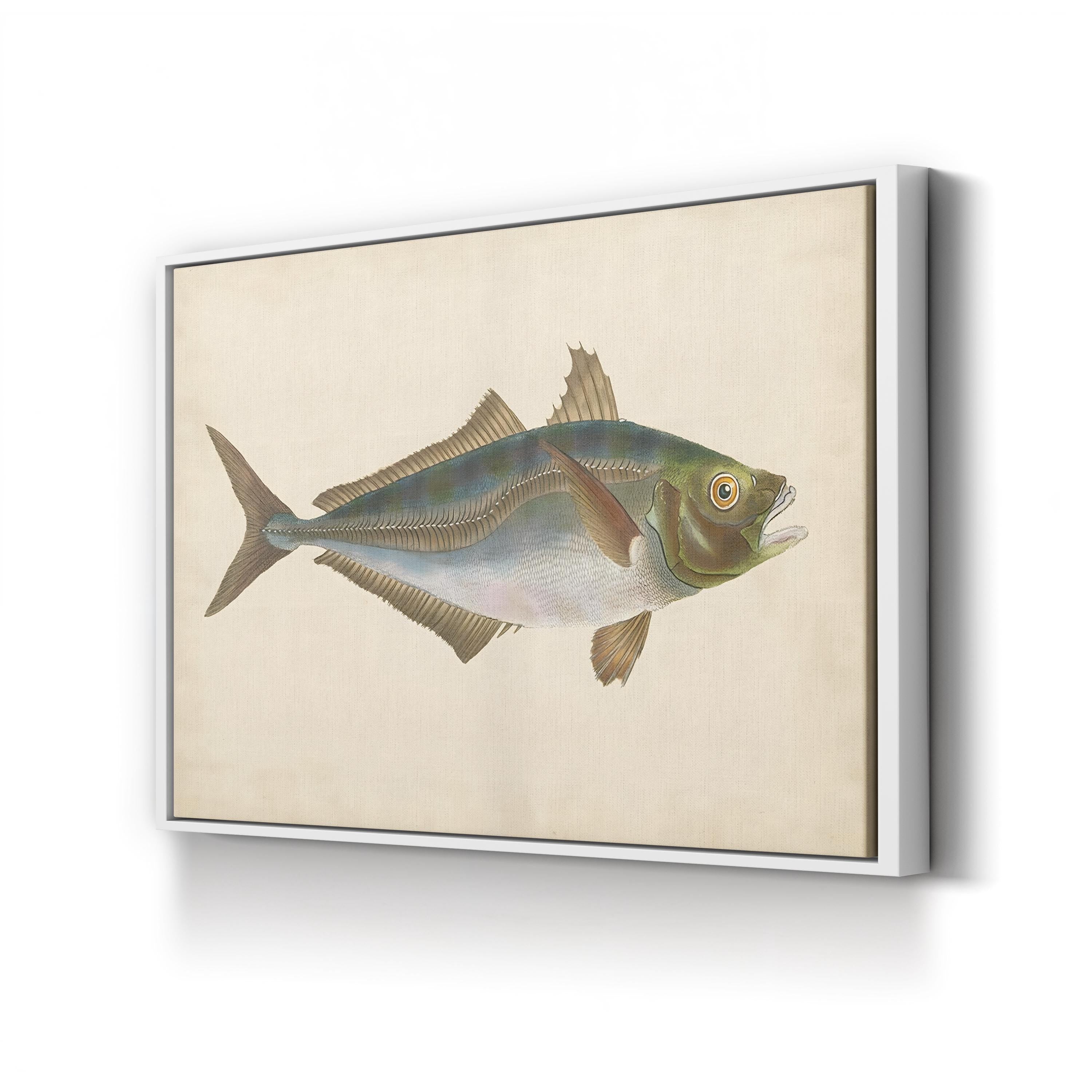 19th-Century Marine Fish Study – Donovan Wall Art | Naturalist Illustration Canvas Print