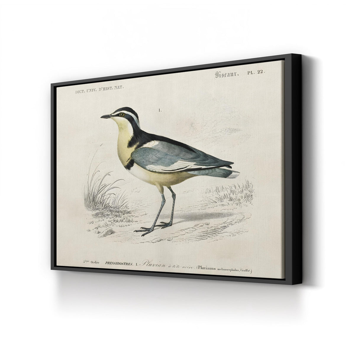 Egyptian Plover, by M. Charles d’Orbigny canvas print in black frame