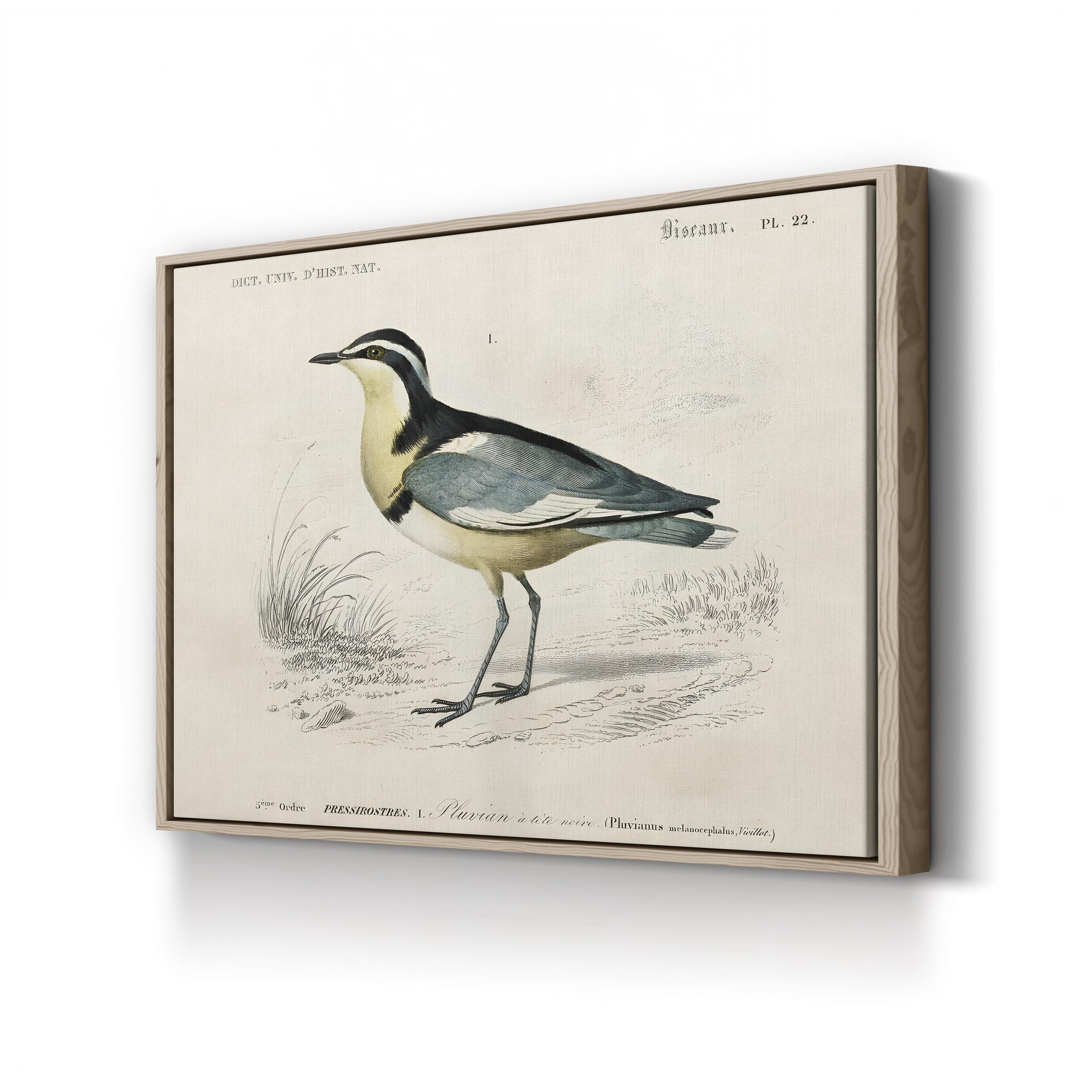 D’Orbigny Seabird Print – Period Illustration Wall Art | Coastal Nautical Canvas Print