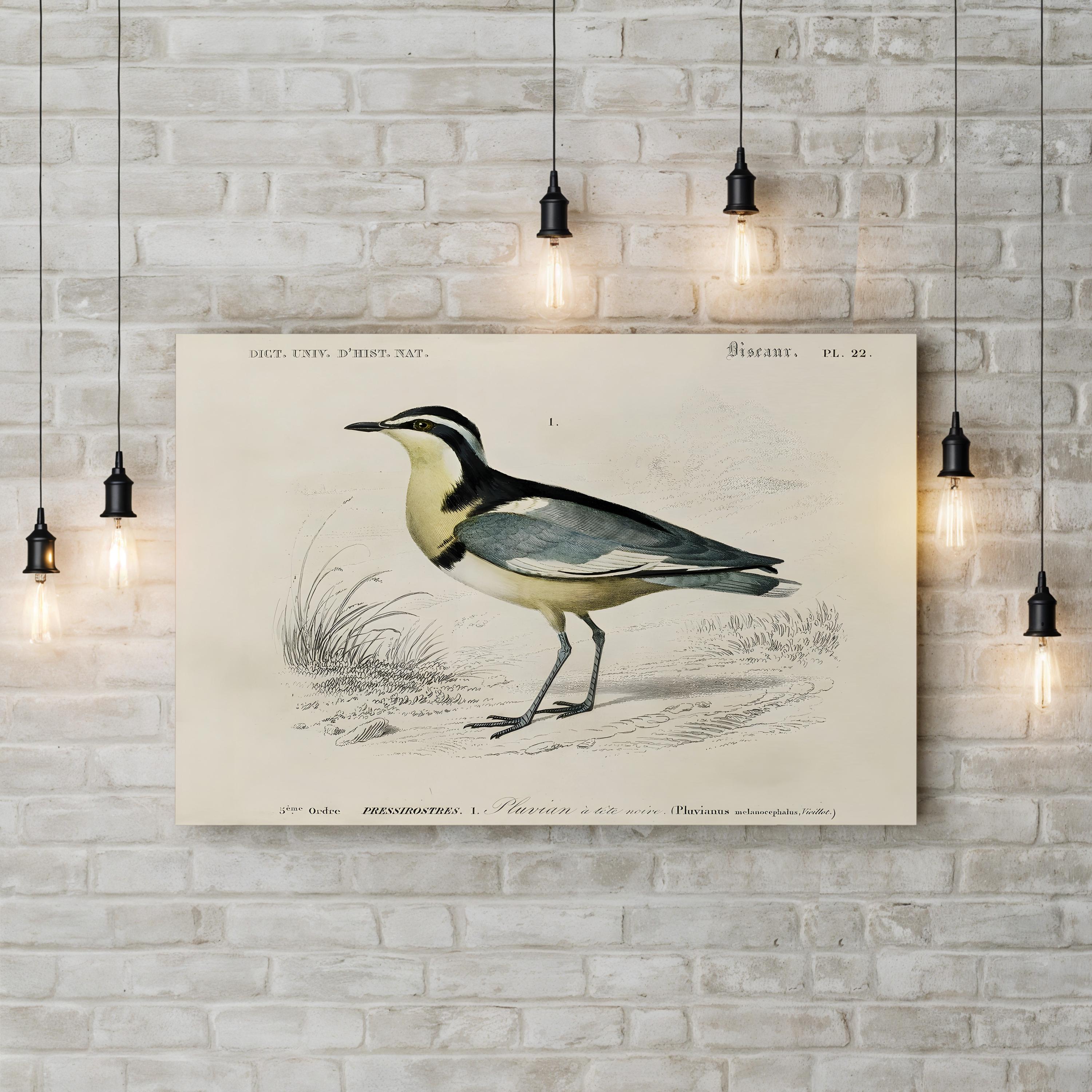 D’Orbigny Seabird Print – Period Illustration Wall Art | Coastal Nautical Canvas Print