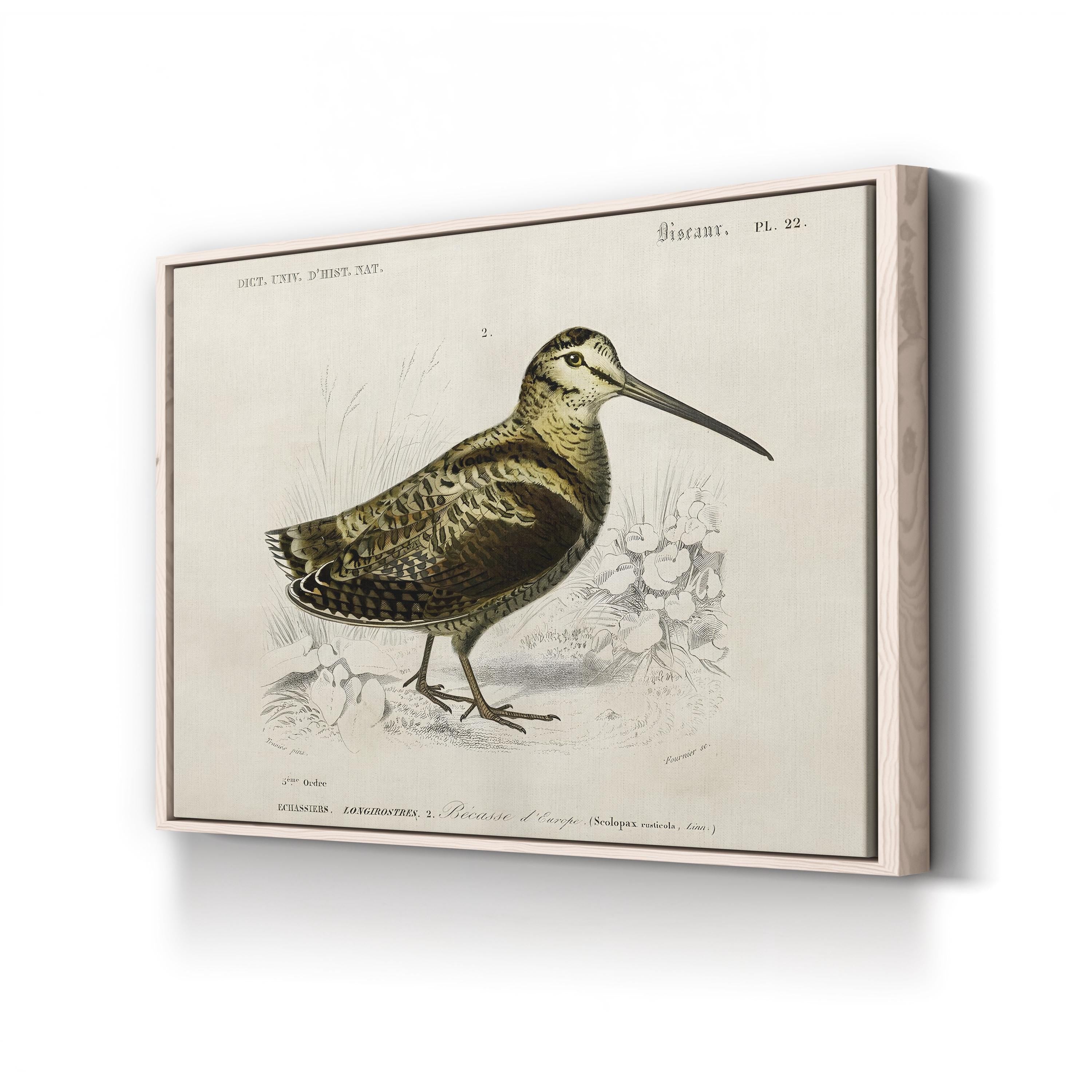 D’Orbigny Seabird Study – Period Illustration Wall Art | Coastal Natural History Canvas Print