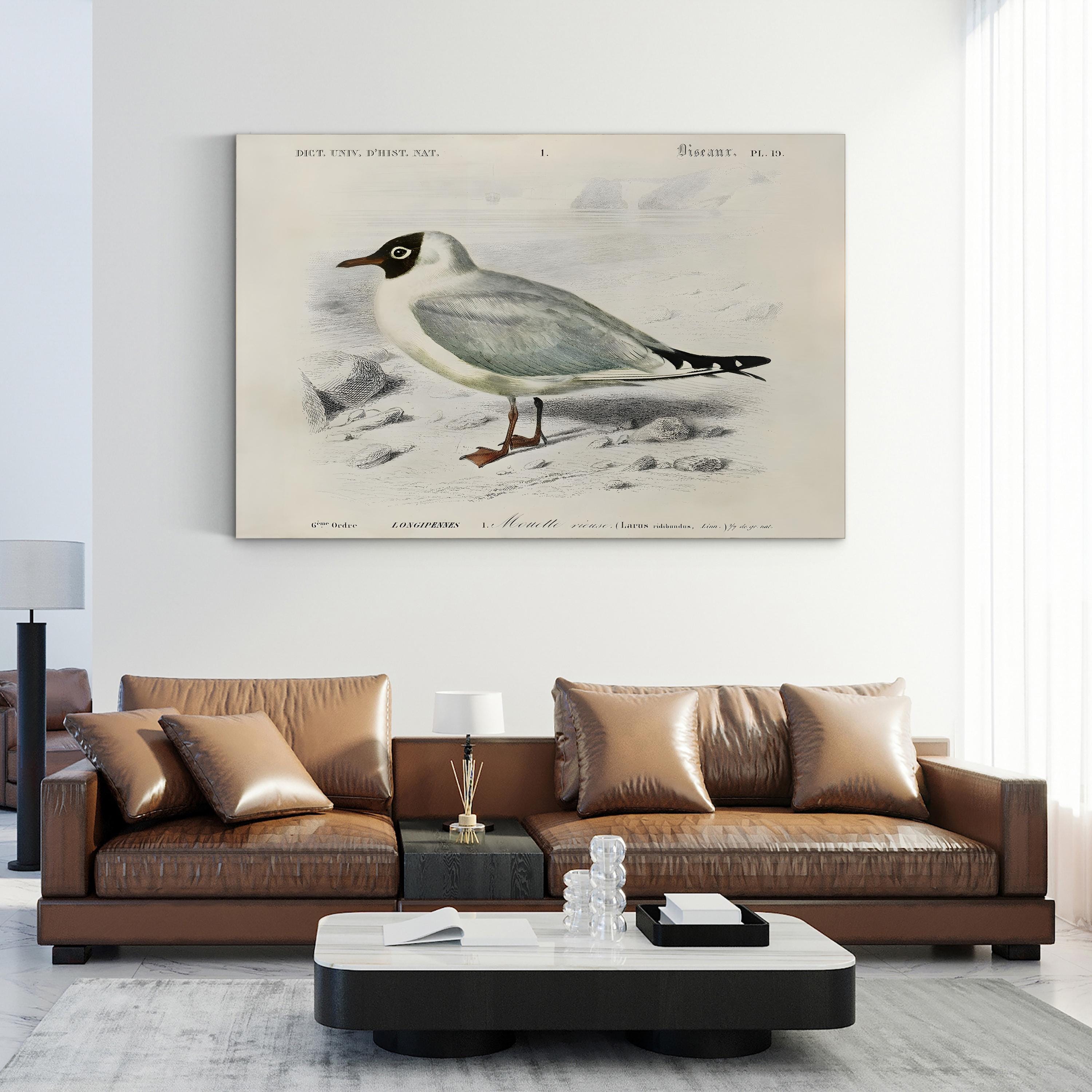 d’Orbigny Seabird III Wall Art – 19th Century Coastal Bird Illustration by M. Charles d’Orbigny