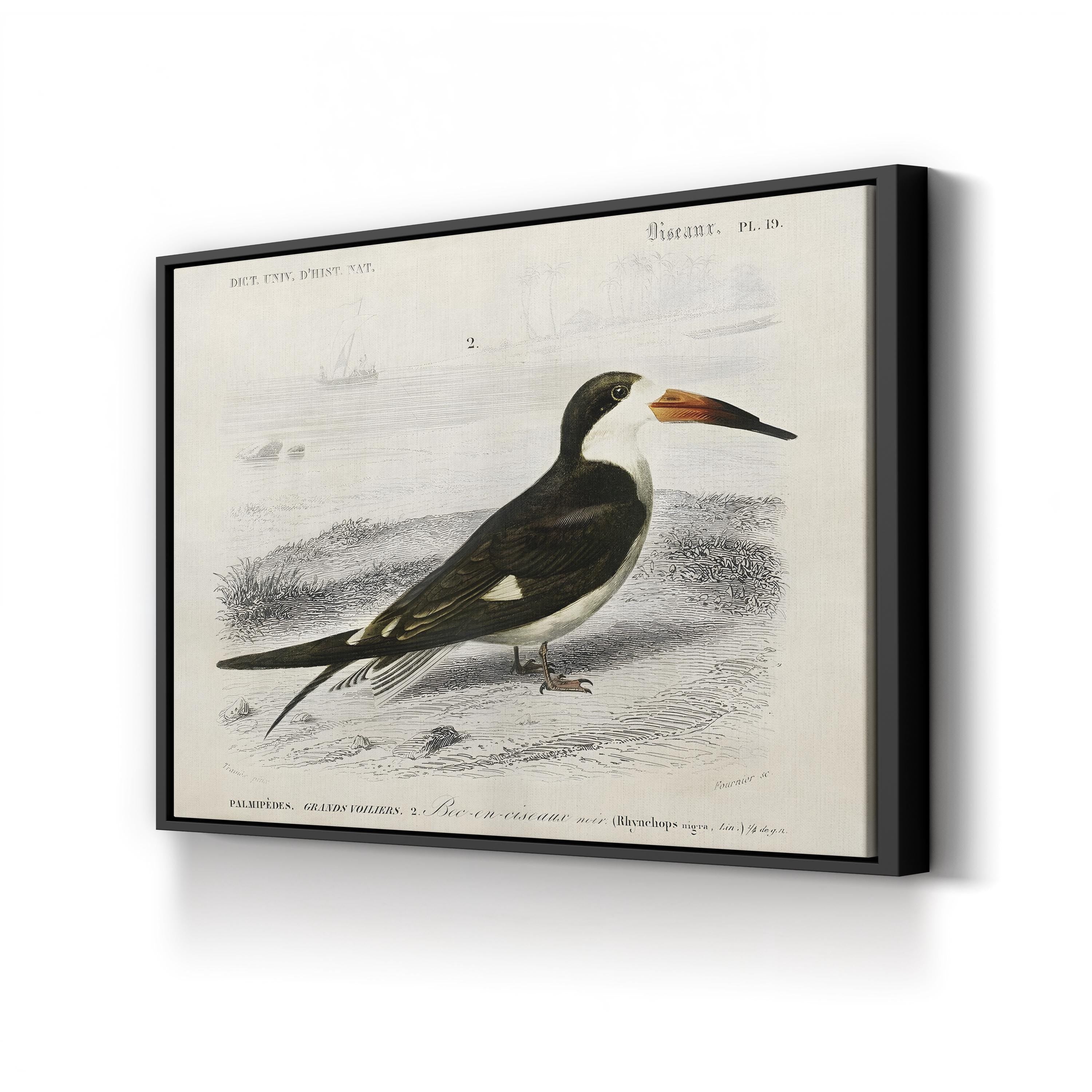D’Orbigny Seabird, 19th Century – Period Illustration Wall Art | Coastal Bird Canvas Print