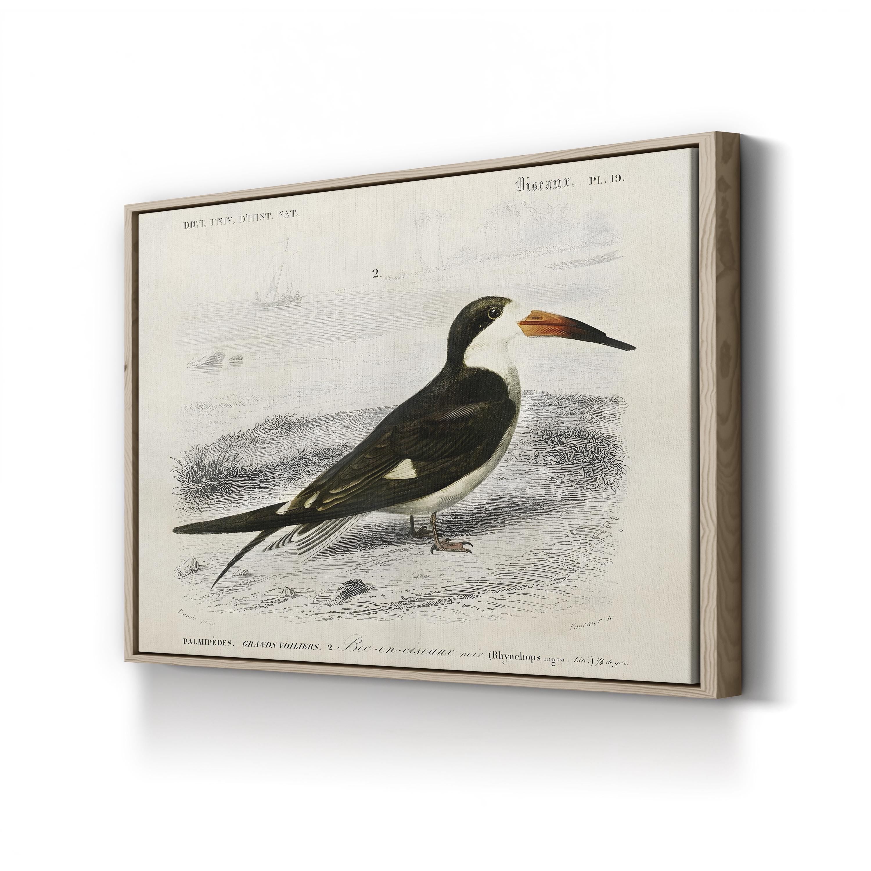 D’Orbigny Seabird, 19th Century – Period Illustration Wall Art | Coastal Bird Canvas Print