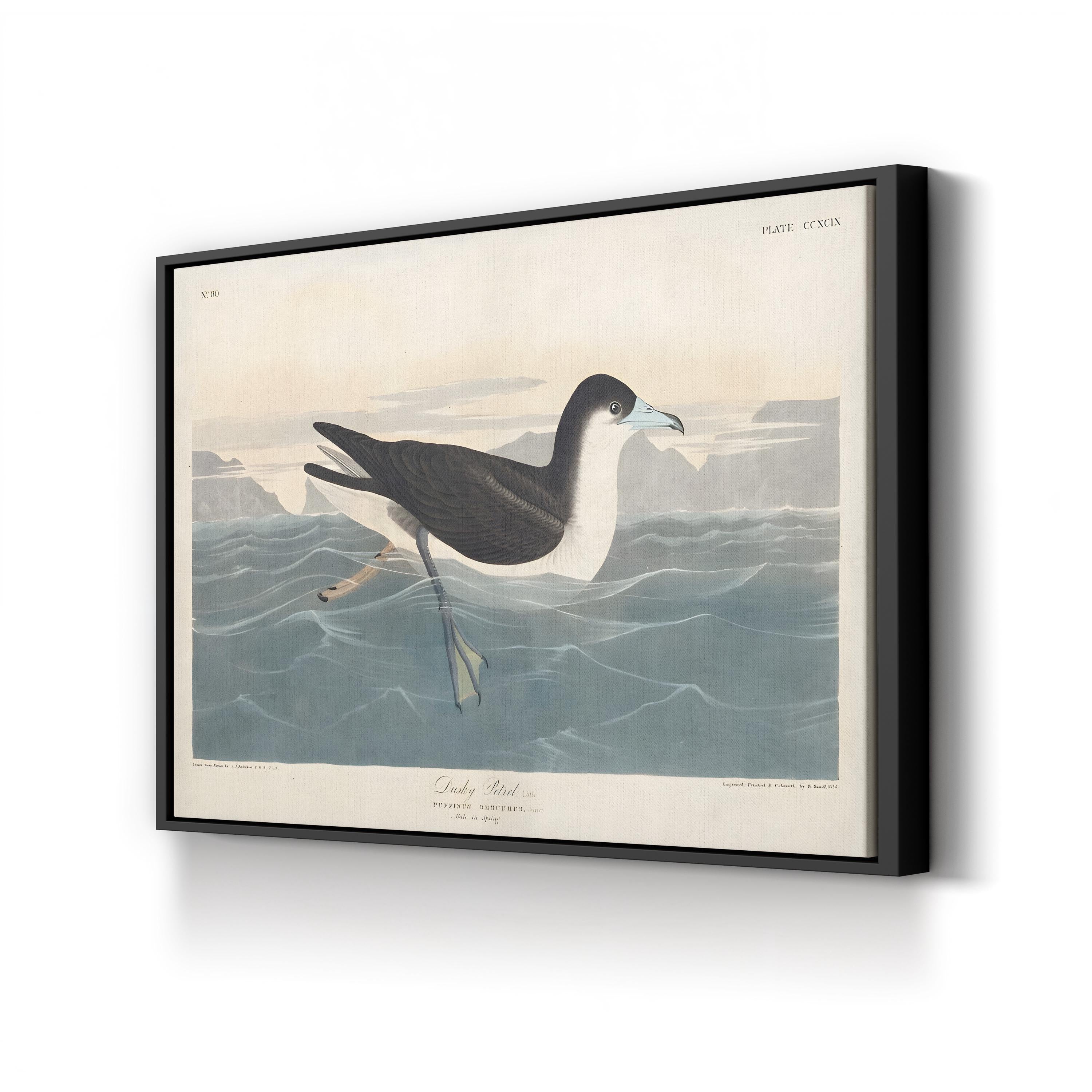 Dusky Petrel Wall Art – John James Audubon | 19th-Century Seabird Illustration Canvas Print