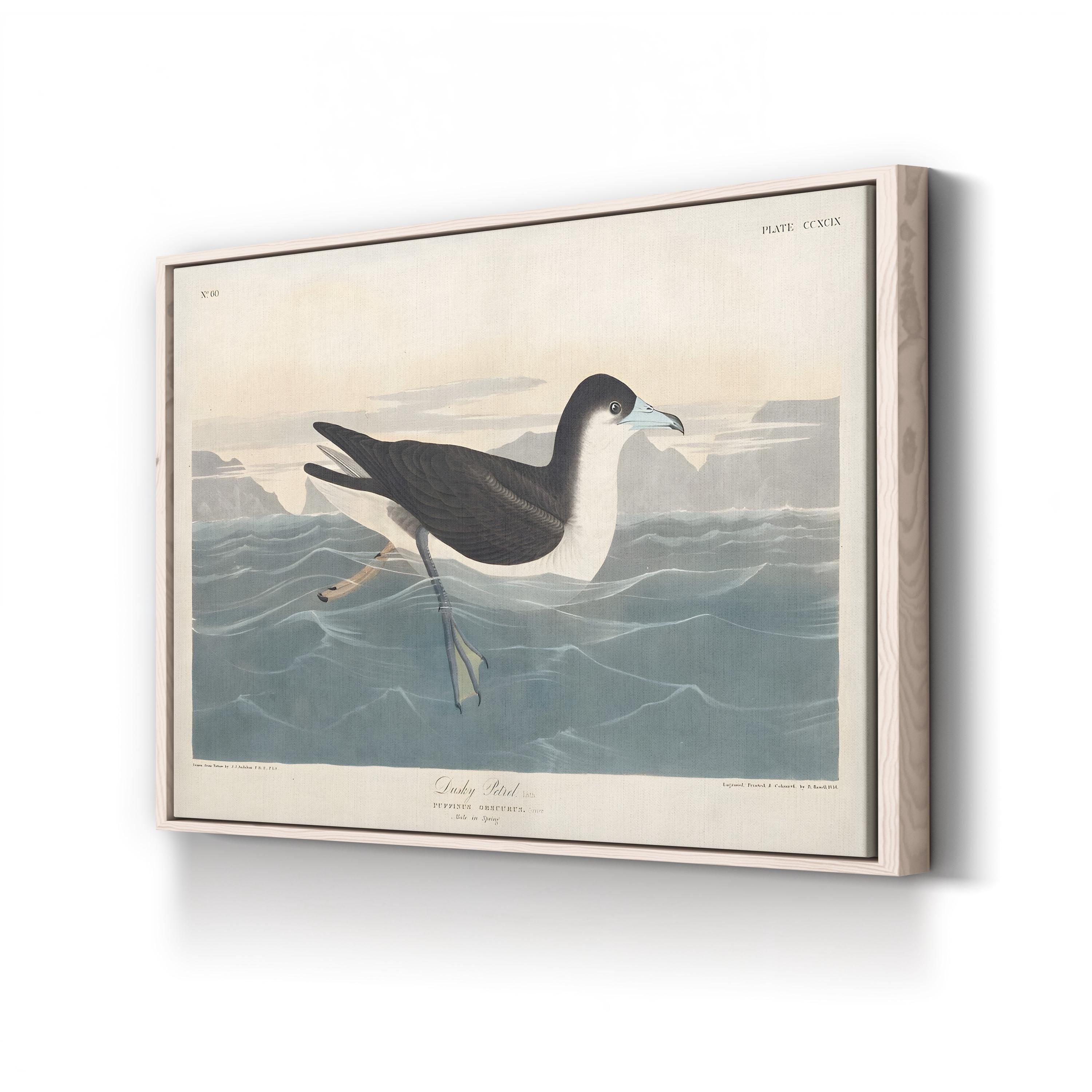 Dusky Petrel Wall Art – John James Audubon | 19th-Century Seabird Illustration Canvas Print