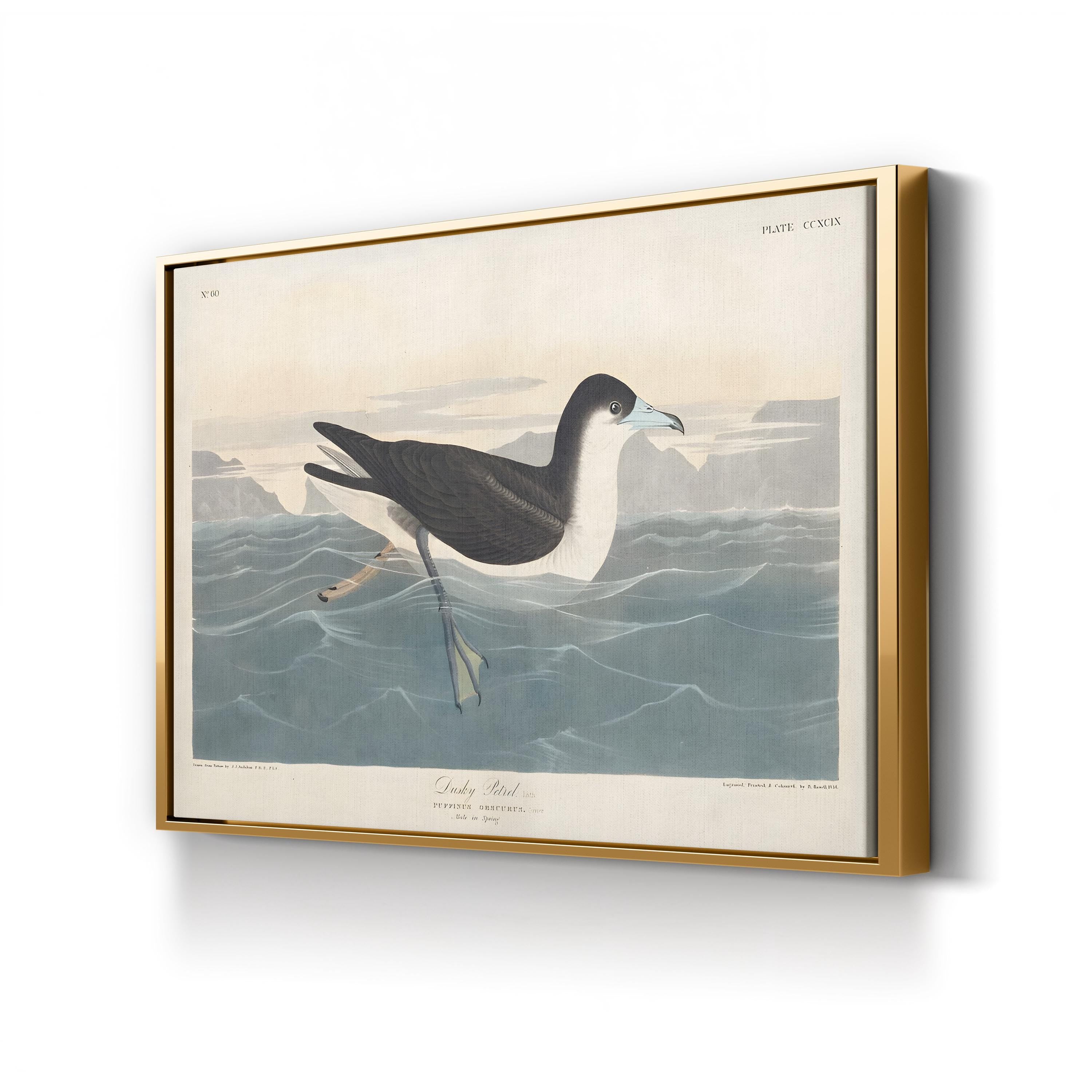Dusky Petrel Wall Art – John James Audubon | 19th-Century Seabird Illustration Canvas Print