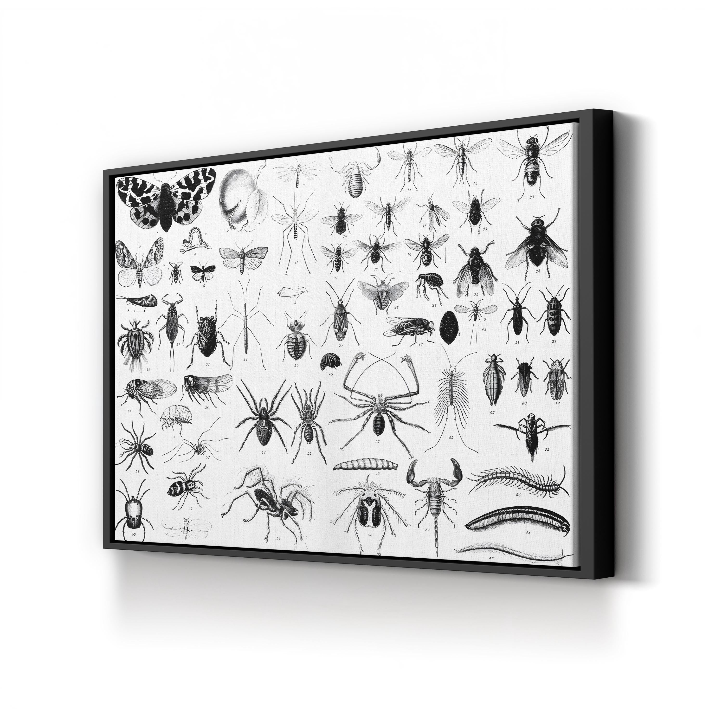 Myriapoda & Arachnida Plate, 19th Century – Period Illustration Wall Art | Vintage Entomology Canvas Print