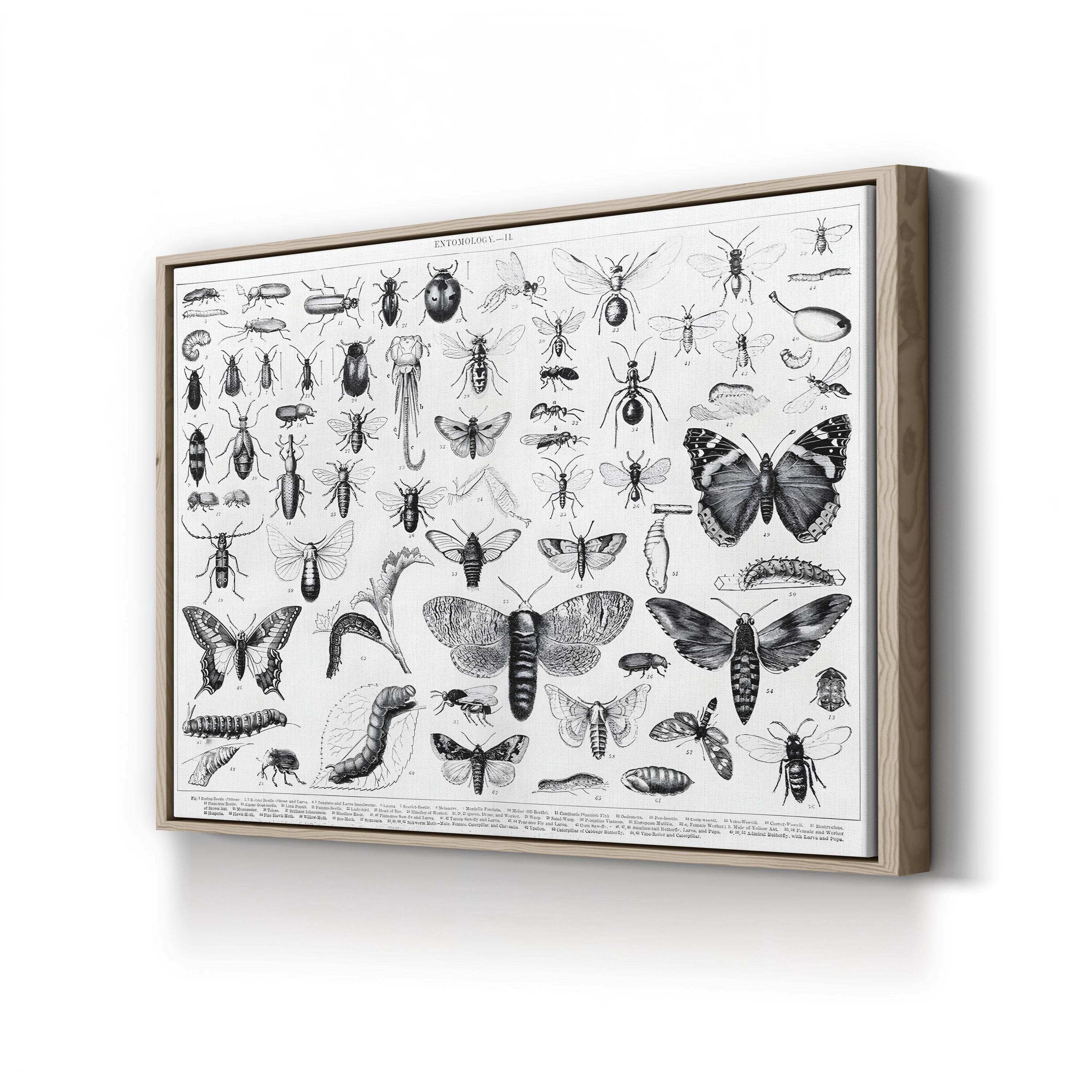 Myriapoda & Arachnida Plate II, 19th Century – Period Illustration Wall Art | Vintage Entomology Canvas Print