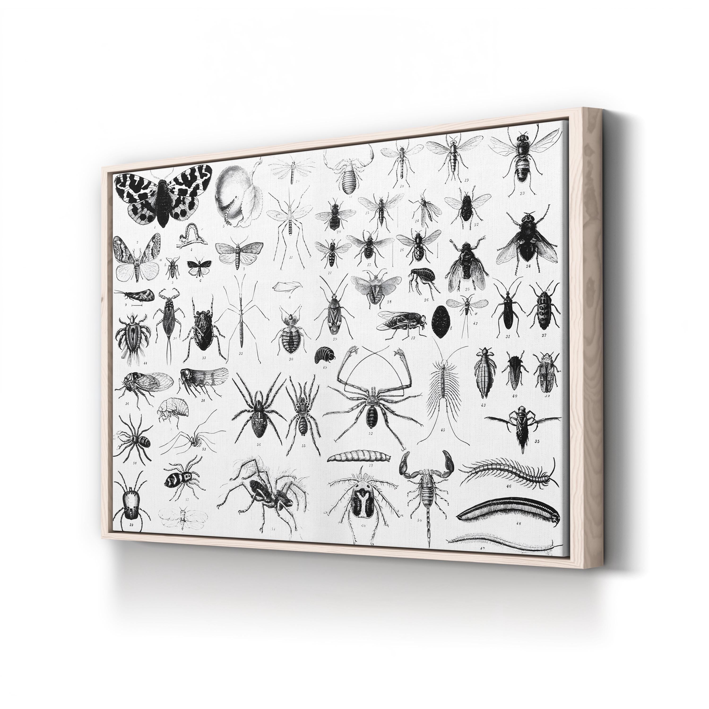 Myriapoda & Arachnida Plate, 19th Century – Period Illustration Wall Art | Vintage Entomology Canvas Print