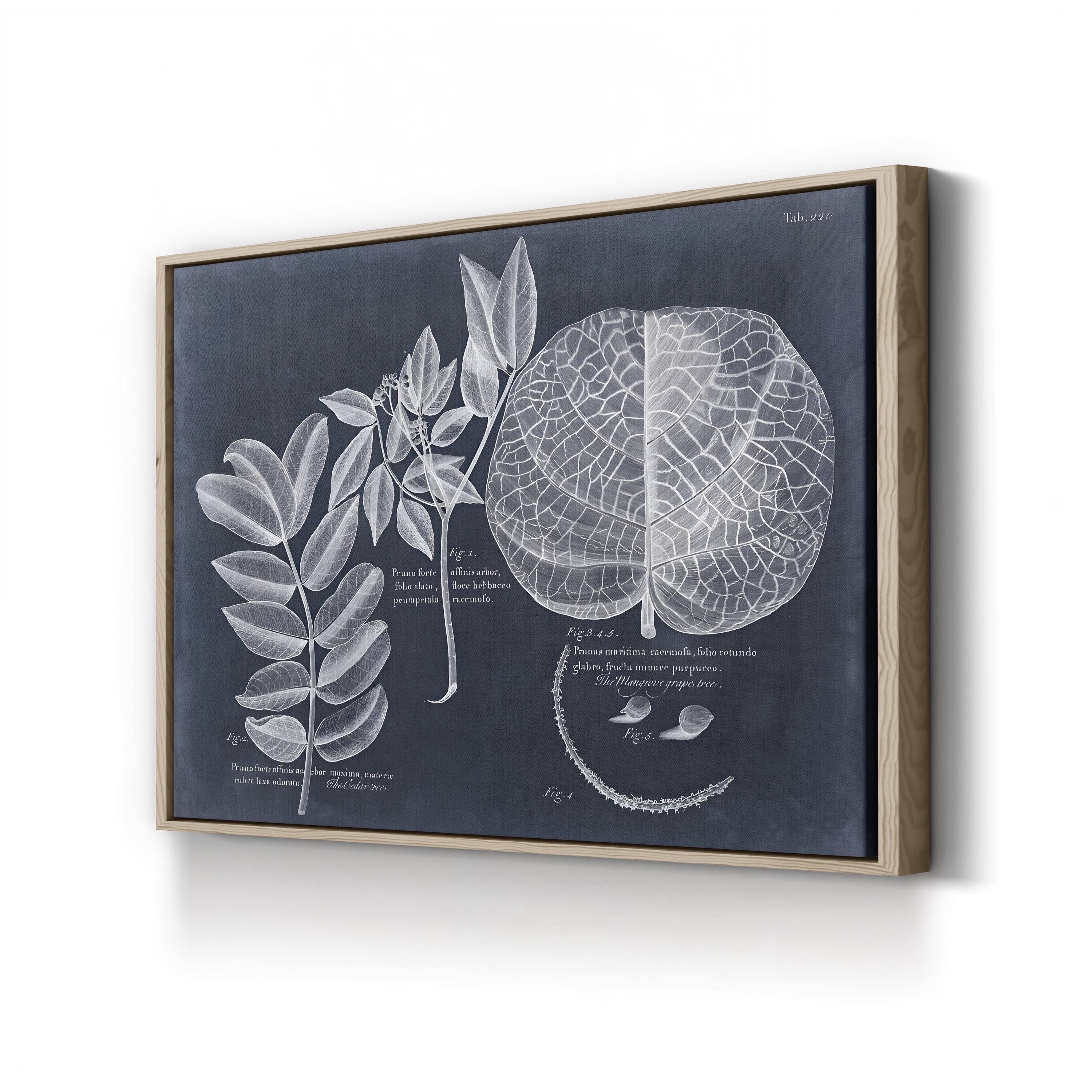 Antique Botanical Leaf Illustration on Navy canvas print in Oak Framed Canvas