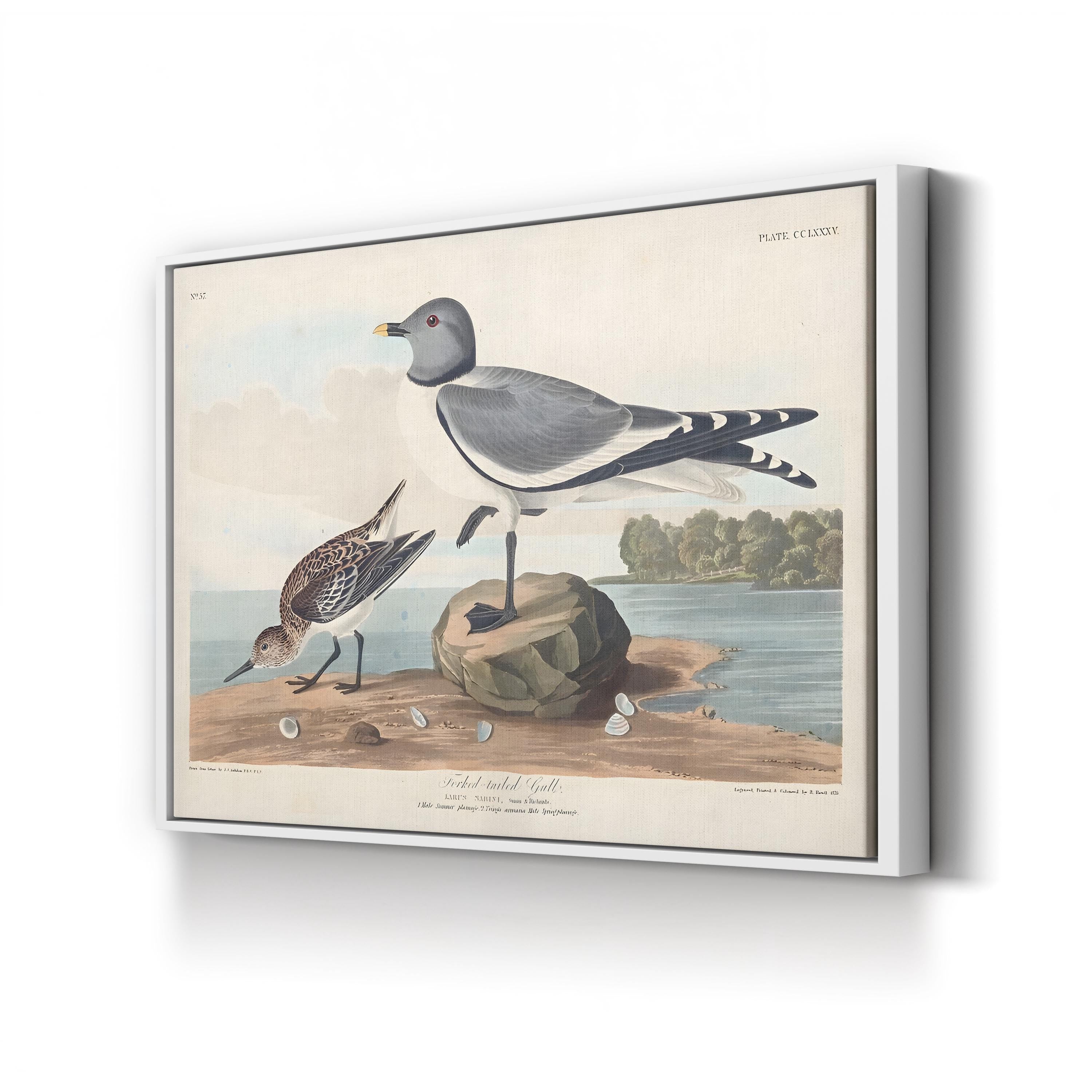 Fork-Tailed Gull Wall Art — John James Audubon Natural History Bird Illustration
