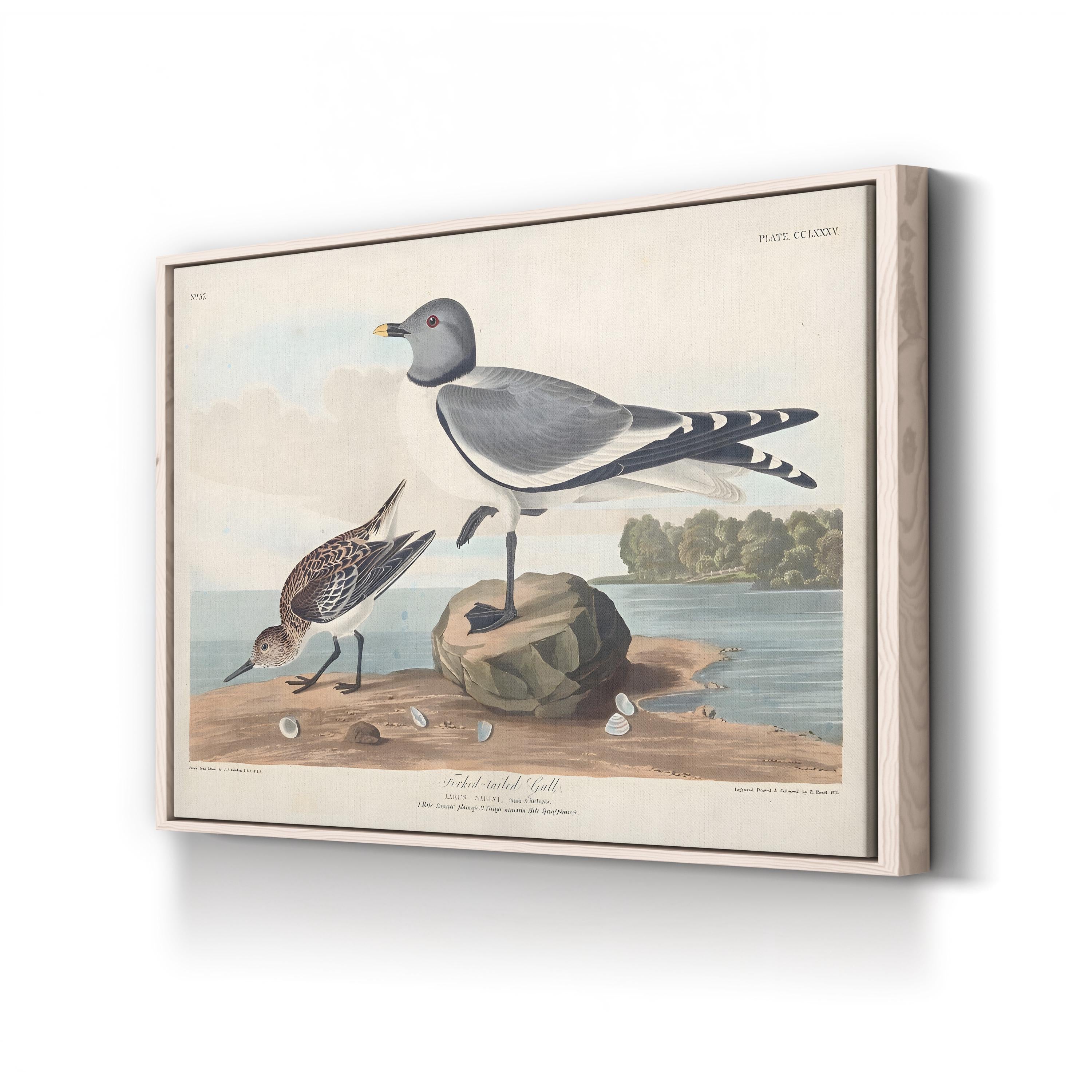 Fork-Tailed Gull Wall Art — John James Audubon Natural History Bird Illustration