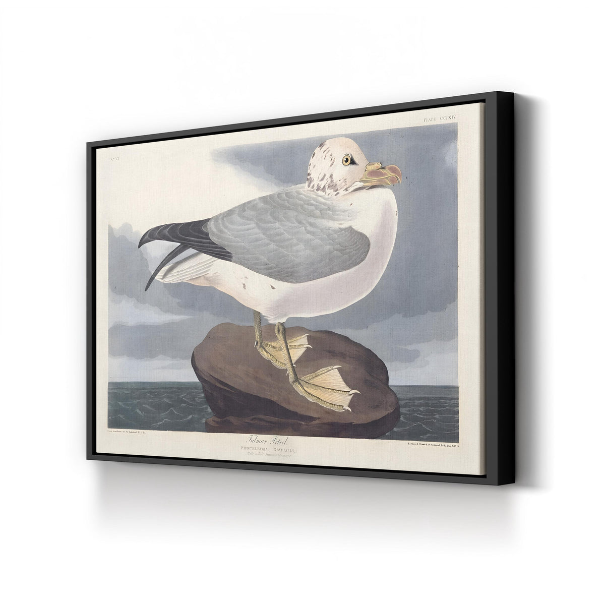 Fulmar Petrel, by John James Audubon canvas print in black frame