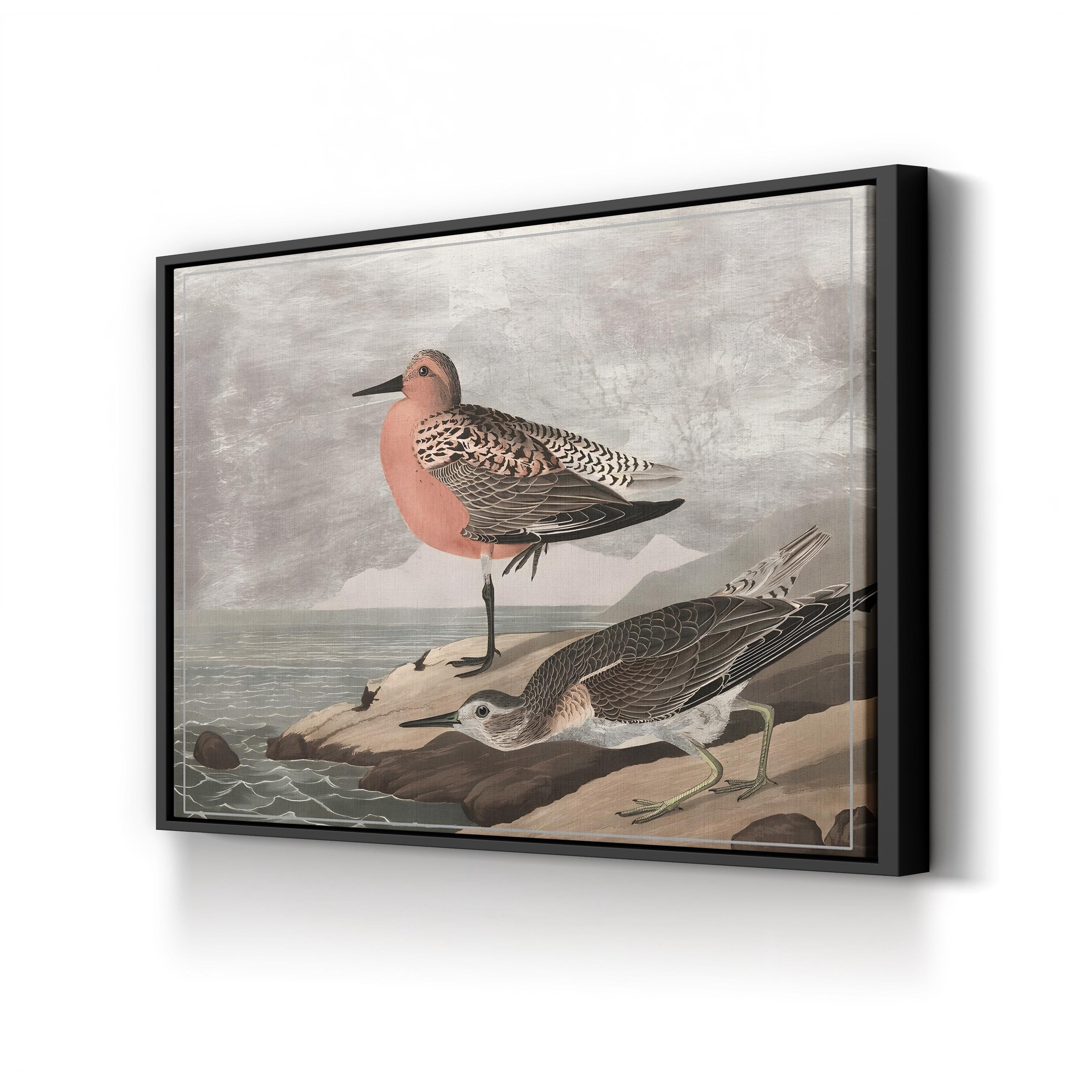 Gilded Sandpipers Canvas Art Print: Vintage Coastal Bird Illustration