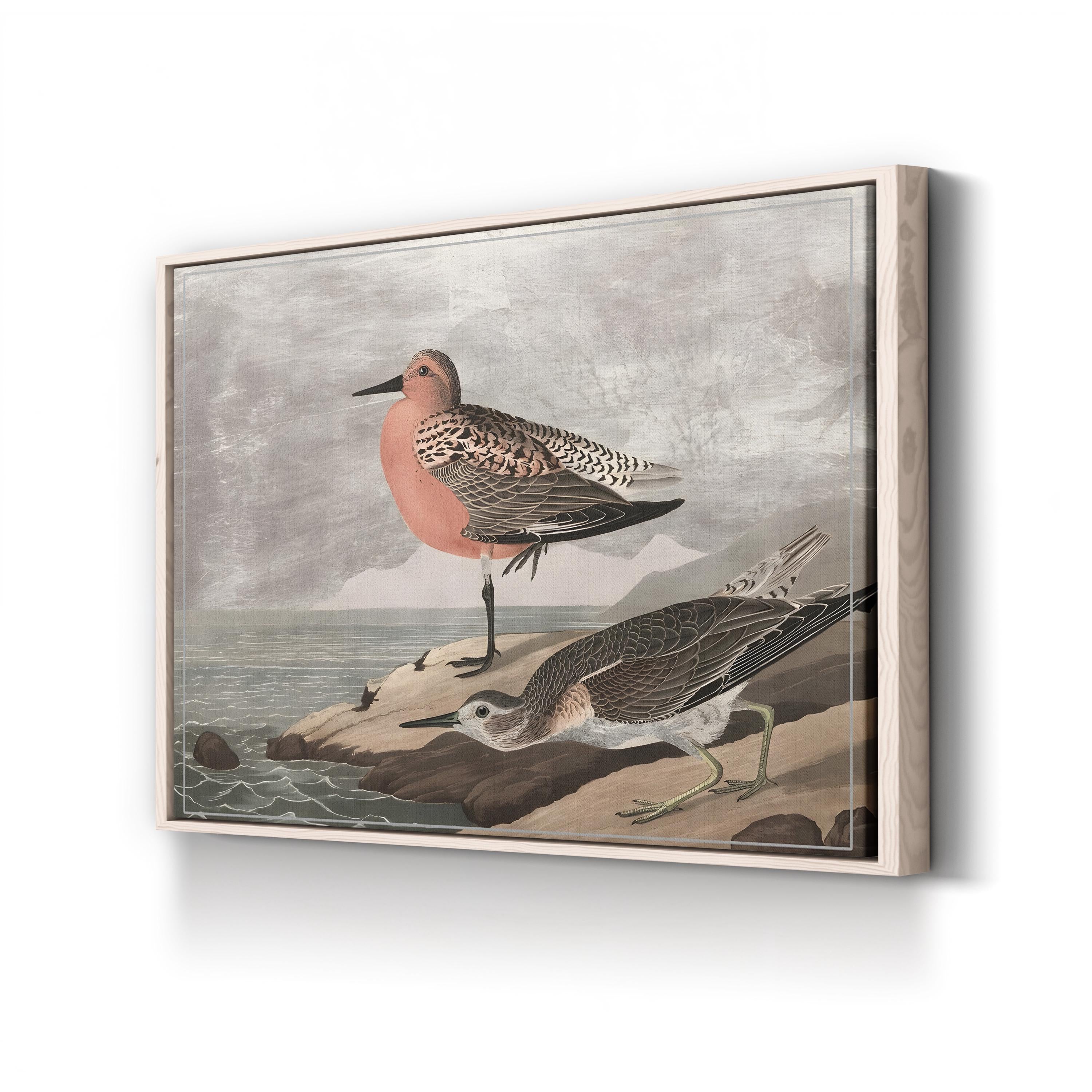 Gilded Sandpipers Canvas Art Print: Vintage Coastal Bird Illustration