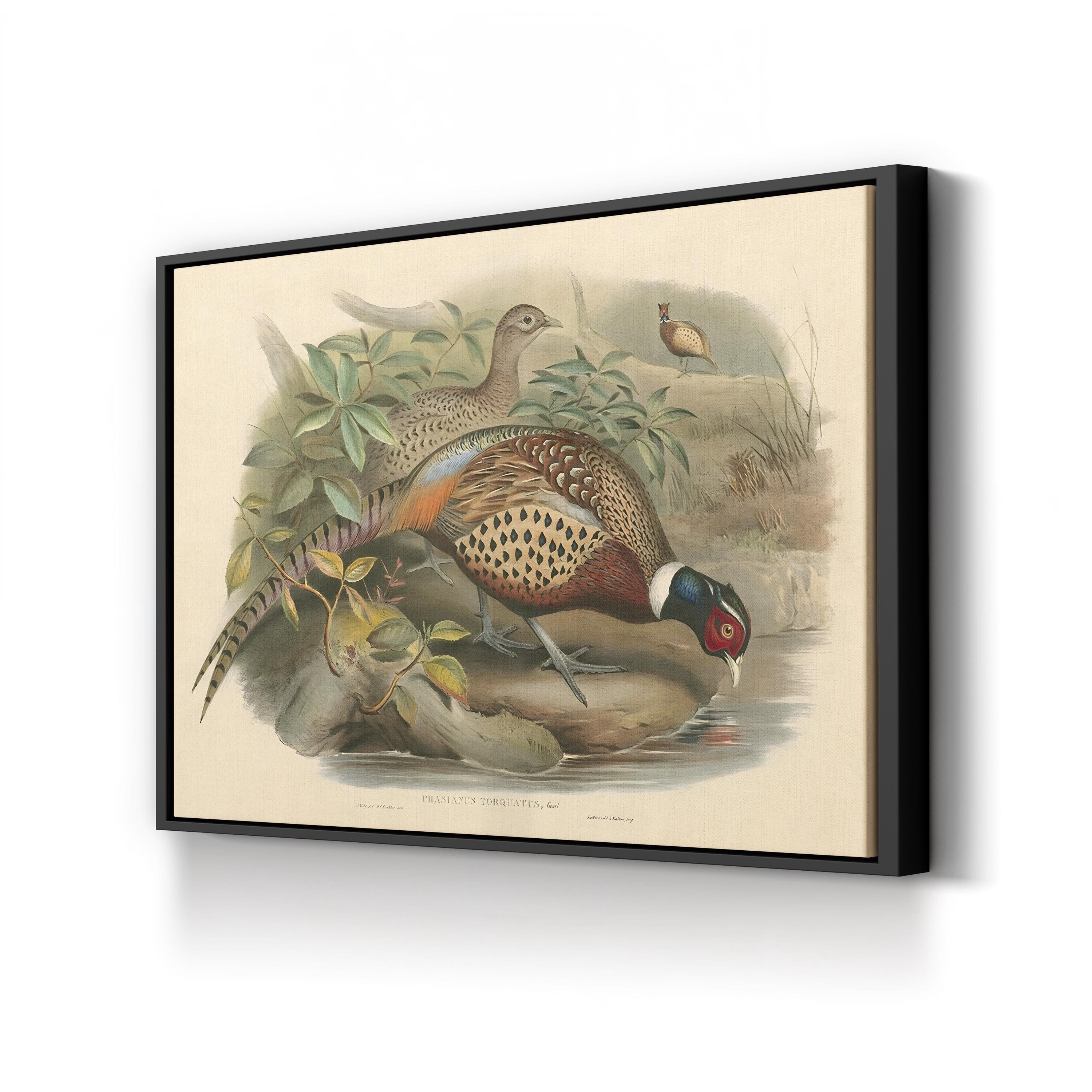Gould Pheasants I Wall Art | John Gould Vintage Bird Illustration Canvas Print
