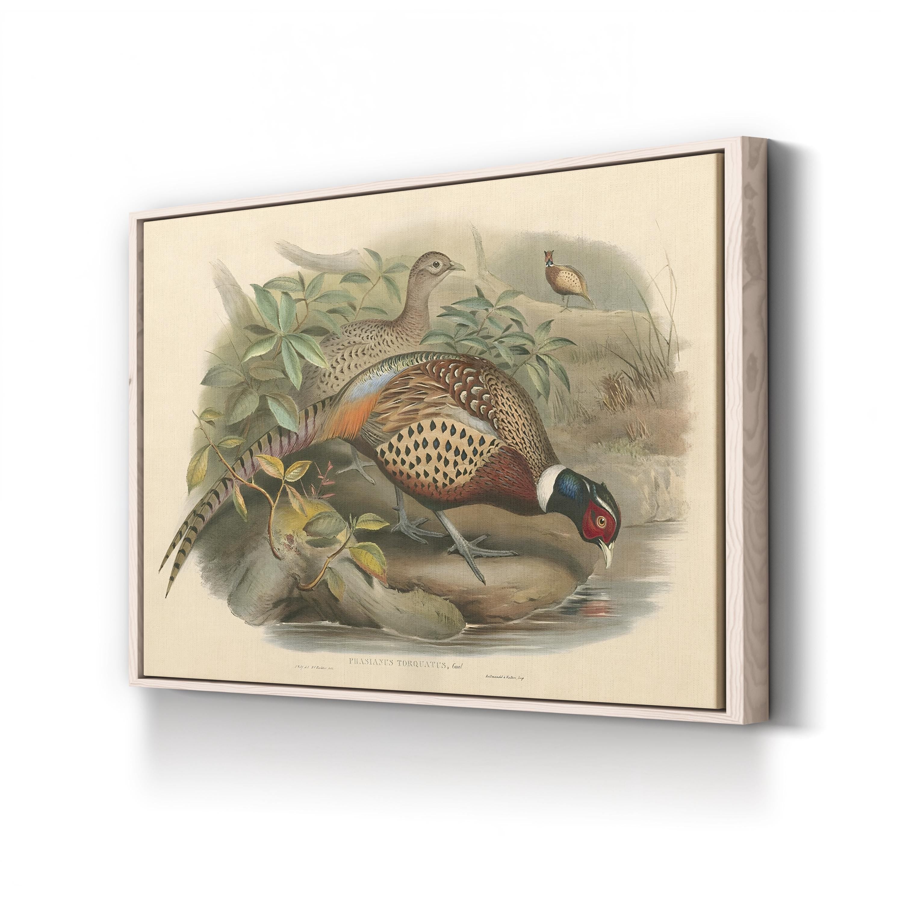 Gould Pheasants I Wall Art | John Gould Vintage Bird Illustration Canvas Print