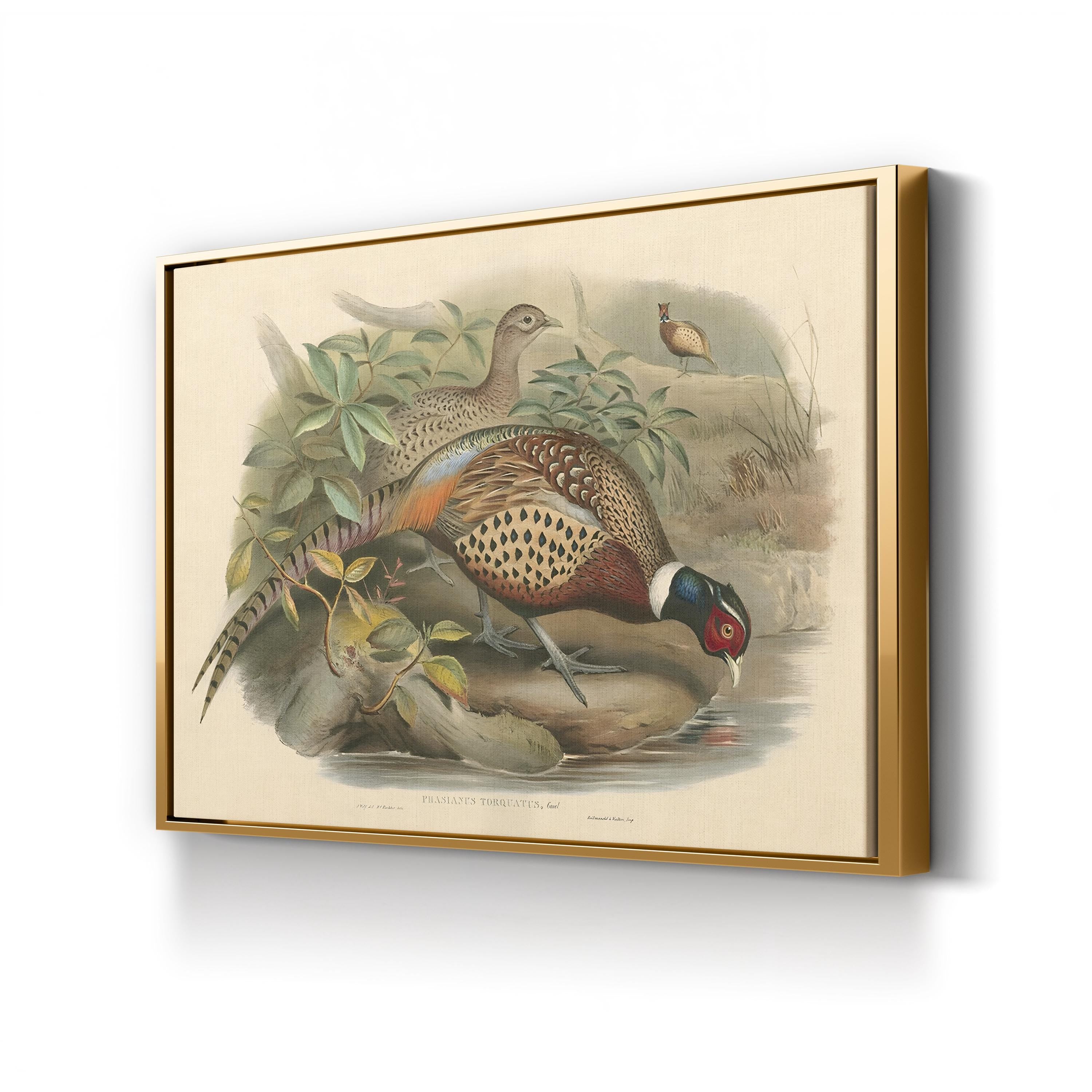 Gould Pheasants I Wall Art | John Gould Vintage Bird Illustration Canvas Print