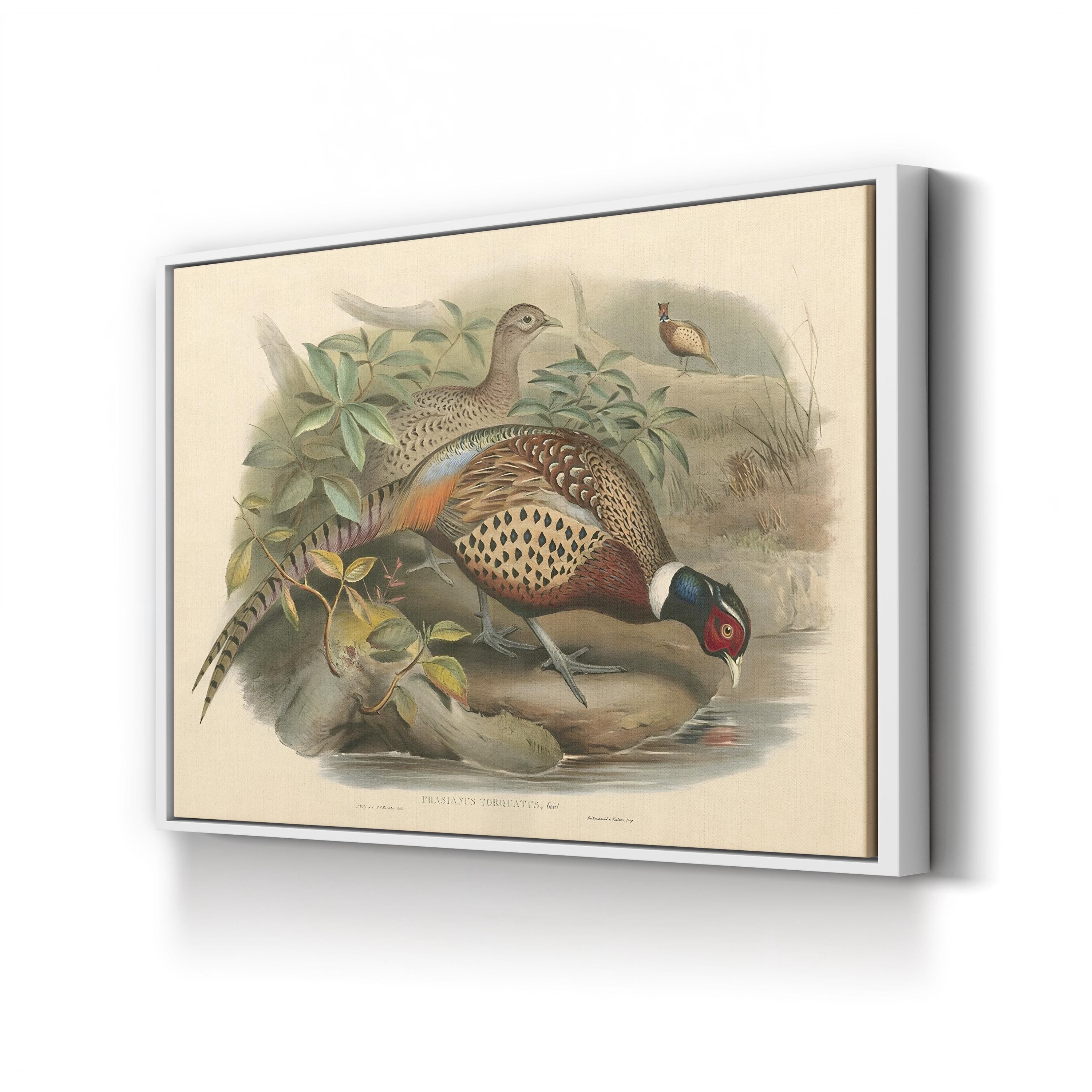 Gould Pheasants I Wall Art | John Gould Vintage Bird Illustration Canvas Print
