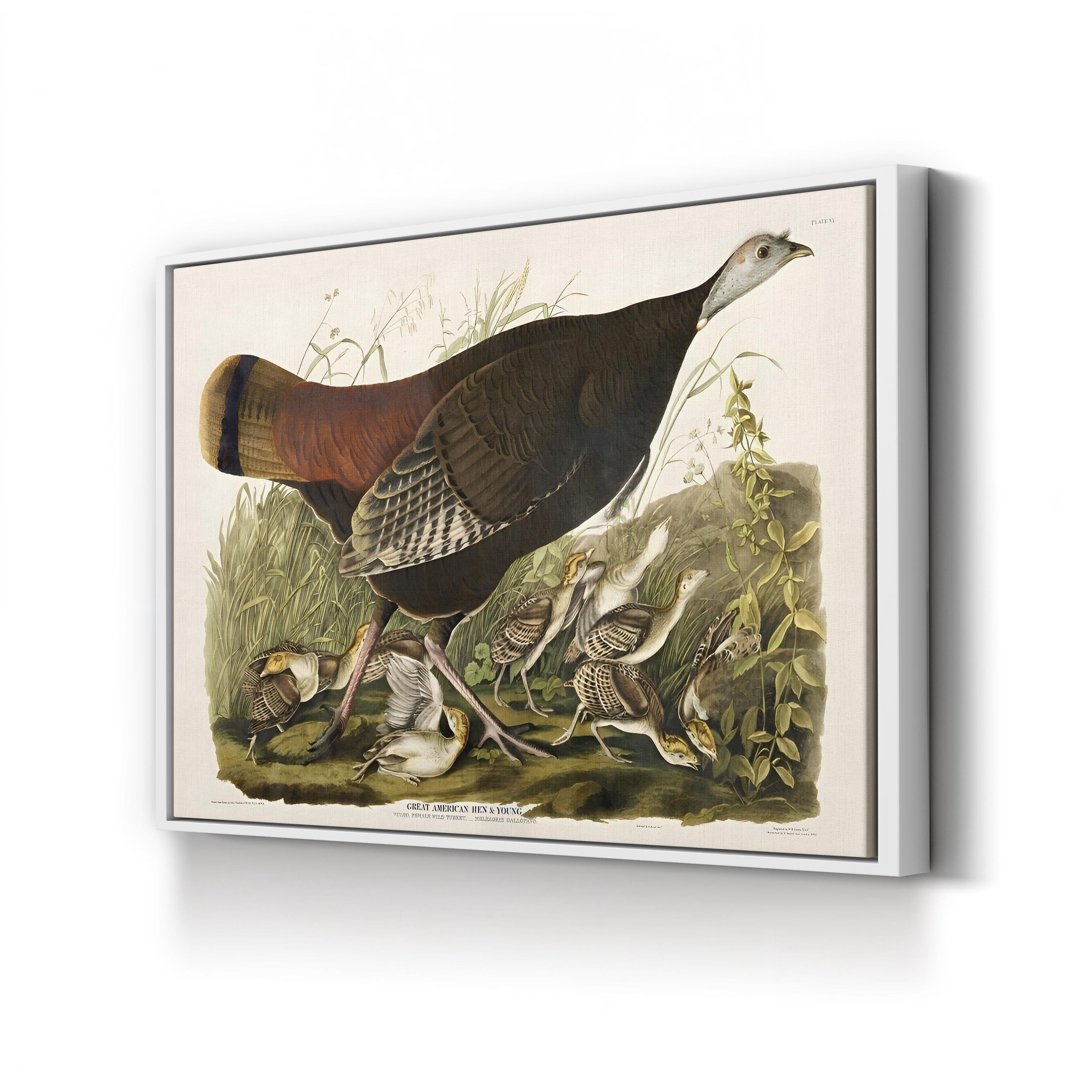Vintage American Pheasant – Period Illustration Wall Art | Wildlife Canvas Print