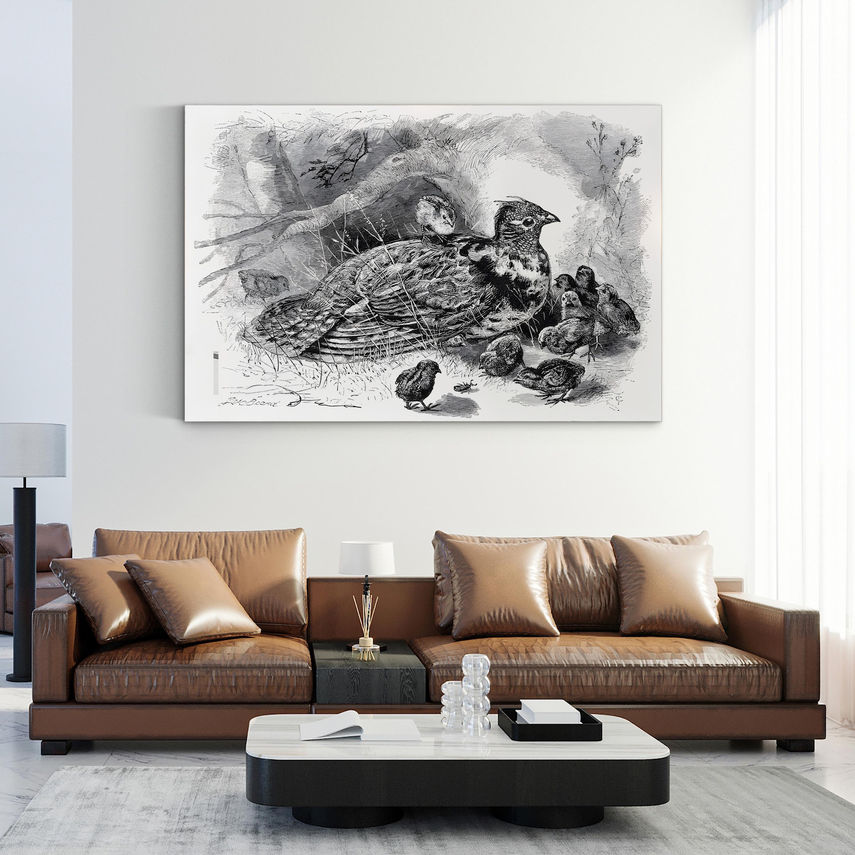 Grouse and Young – Framed Vintage Wildlife Engraving Canvas Art by James Carter Beard
