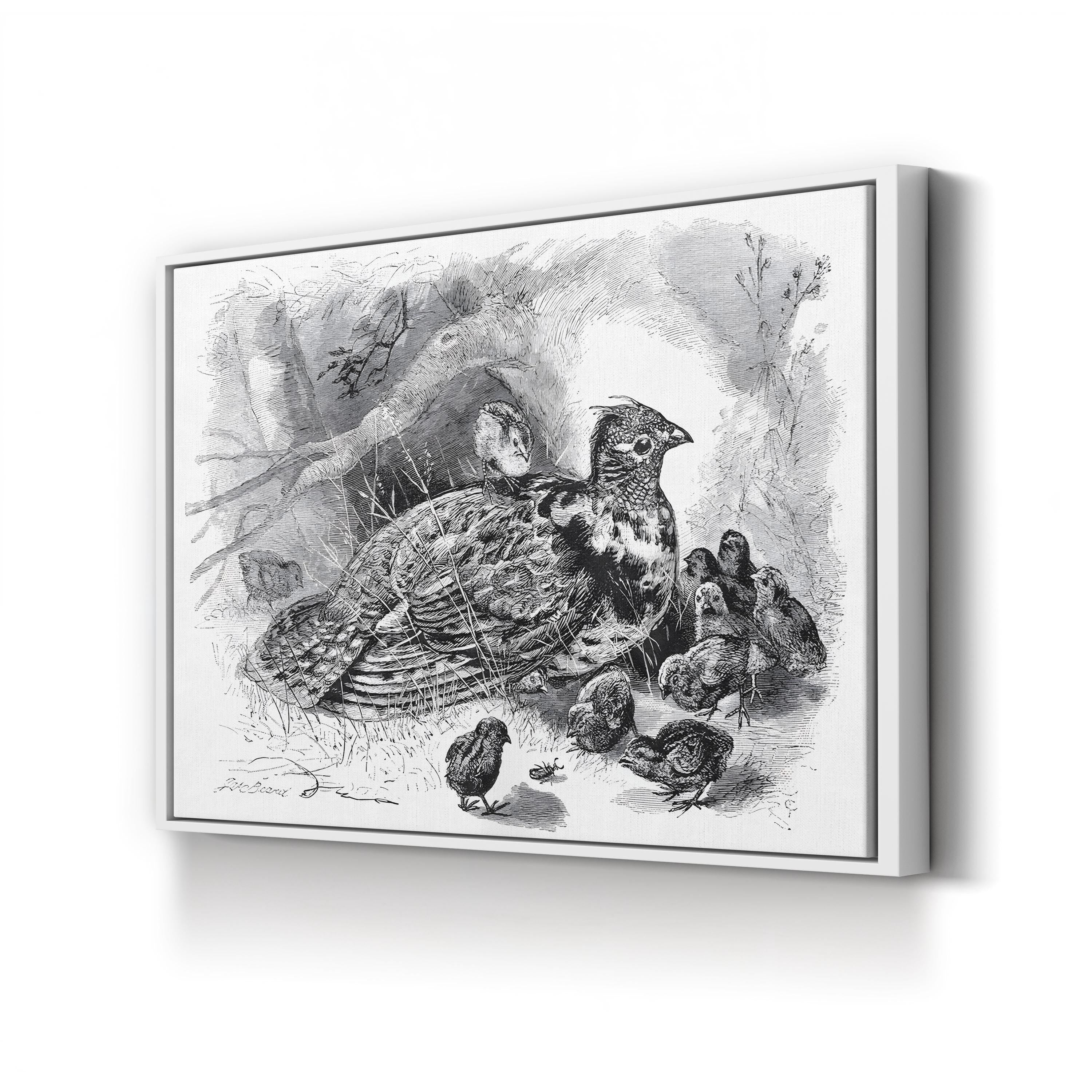 Grouse and Young – Framed Vintage Wildlife Engraving Canvas Art by James Carter Beard