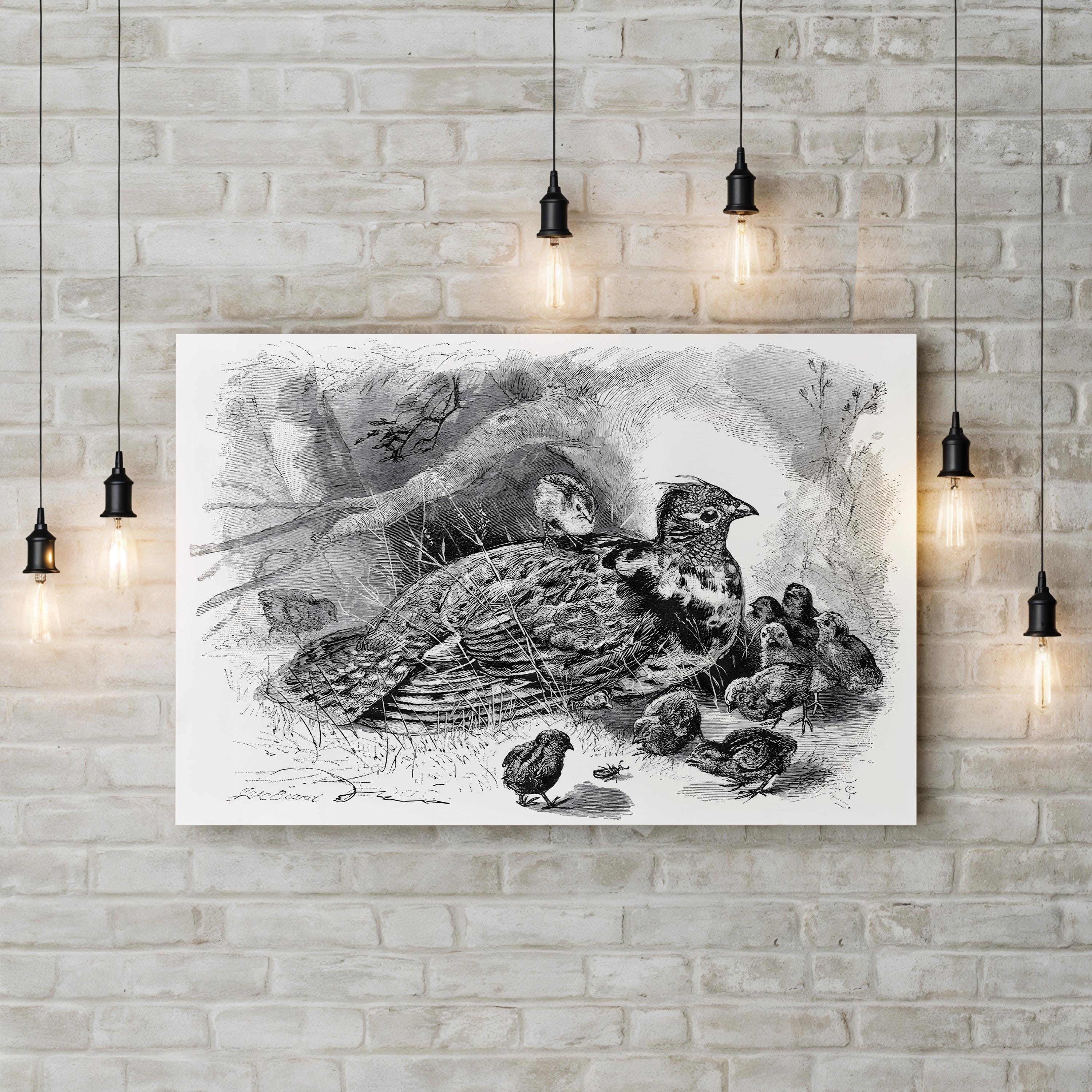 Grouse and Young – Framed Vintage Wildlife Engraving Canvas Art by James Carter Beard