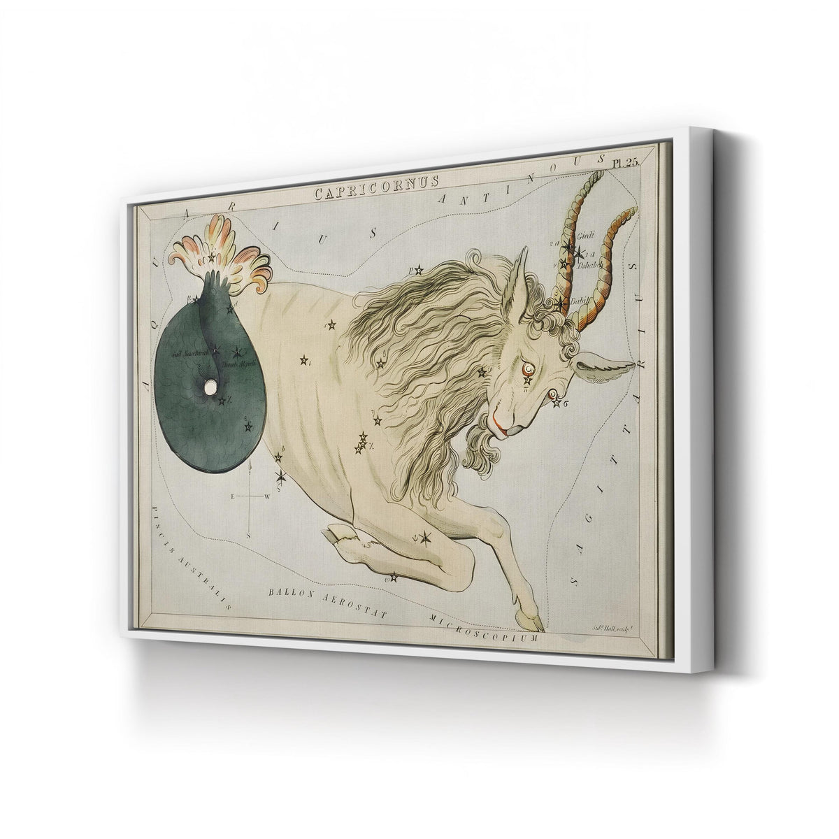 Hall’s Astronomical Illustrations VIII, Capricorn Star Map, c. 1824 by Sidney Hall canvas print in White frame