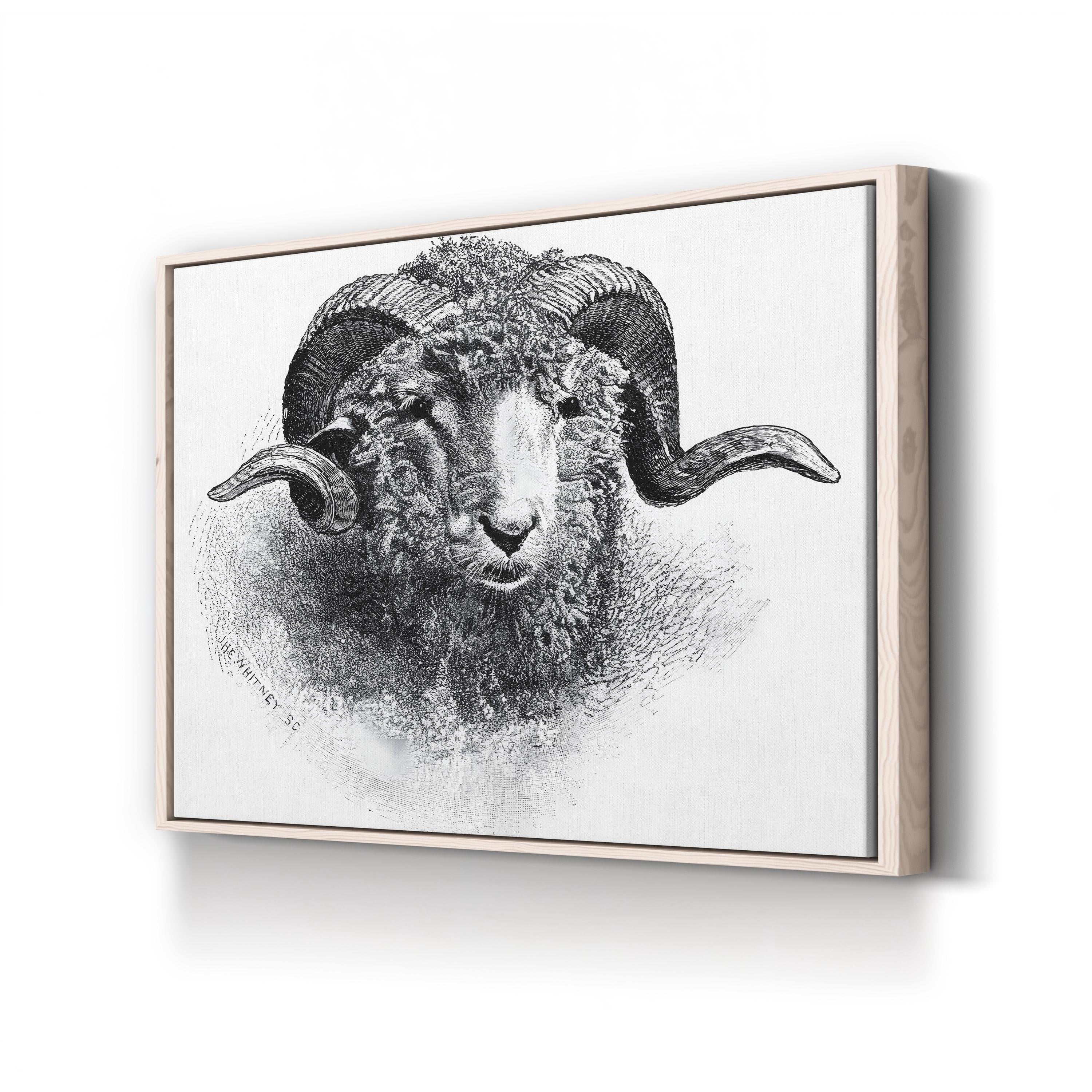 Head of a Merino Ram, 19th Century Wall Art | Vintage Black and White Animal Engraving Print