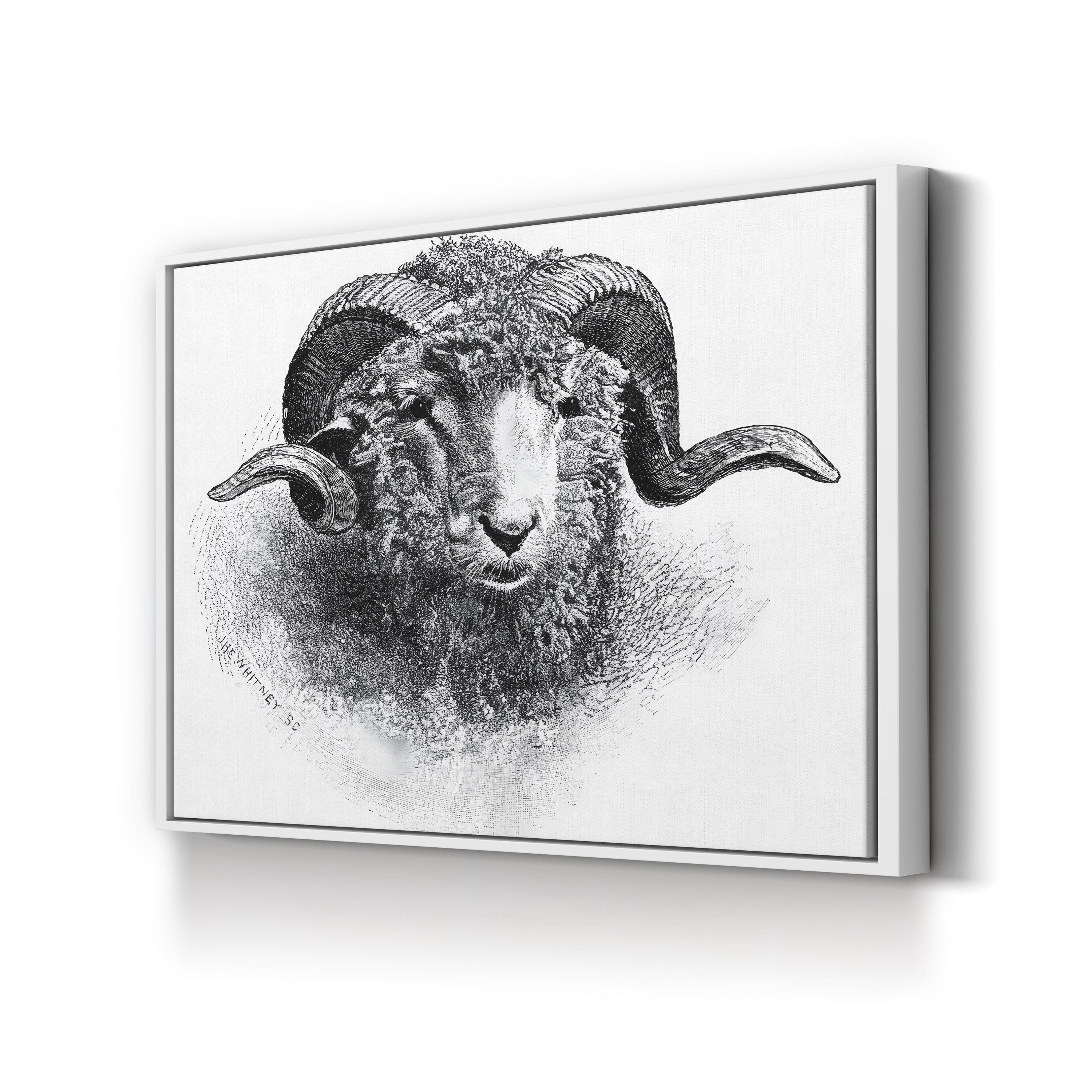 Head of a Merino Ram, 19th Century Wall Art | Vintage Black and White Animal Engraving Print