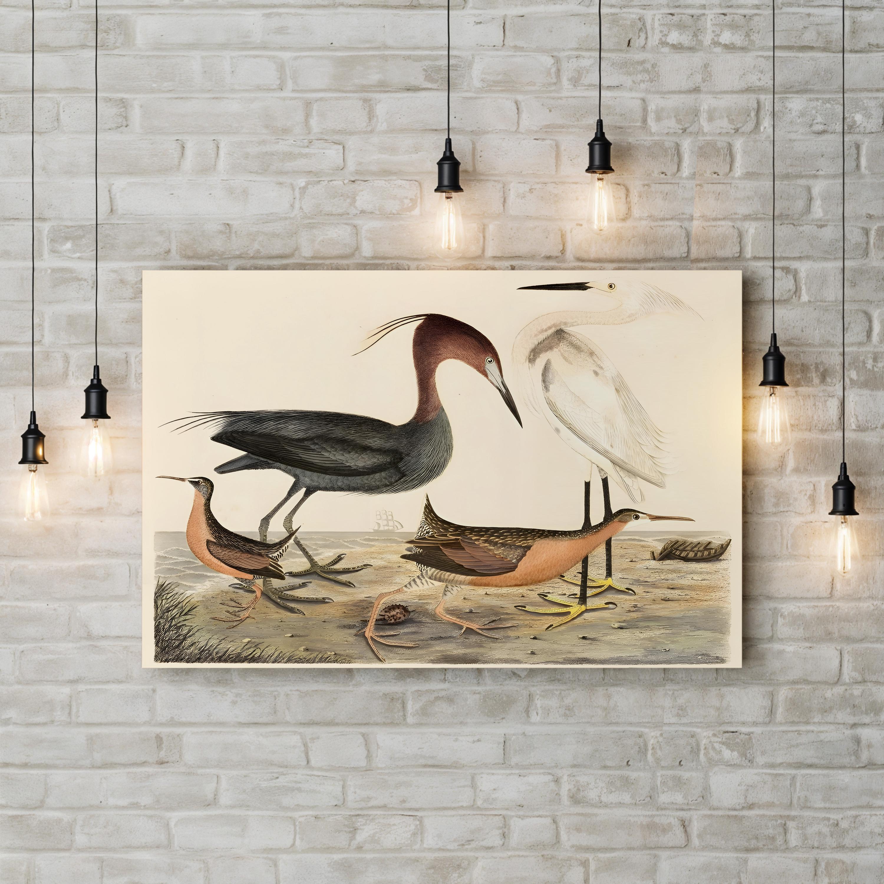 Heron Family – Alexander Wilson Wall Art | Coastal Bird Canvas Print