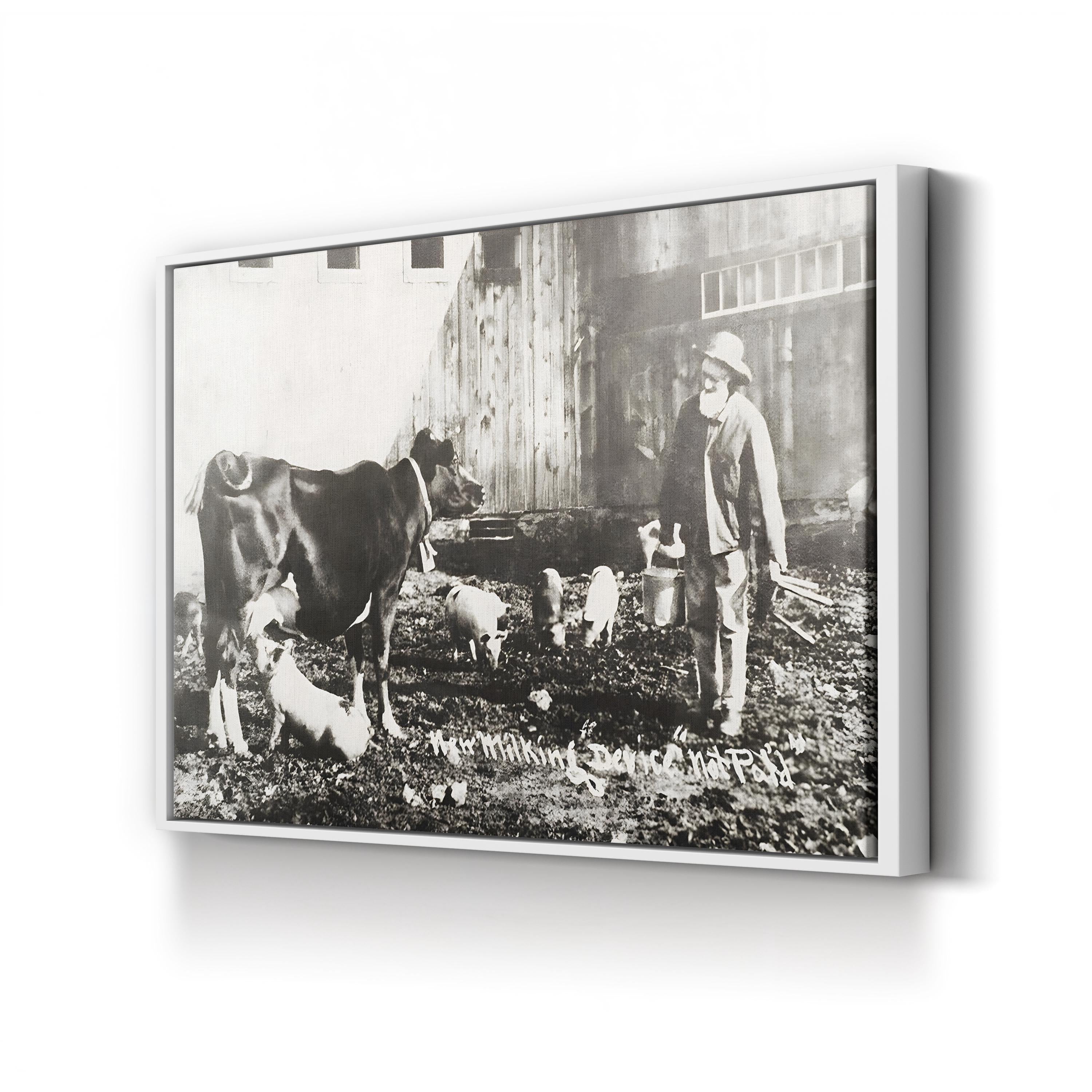19th Century Farm Life Wall Art – Piglet Nursing from Cow Historic Photograph